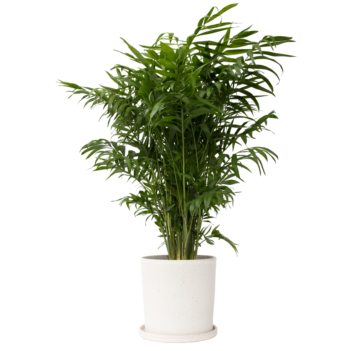 Palmier de salon - Chamaedorea elegans - Hauteur 80-90cm - ⌀20cm