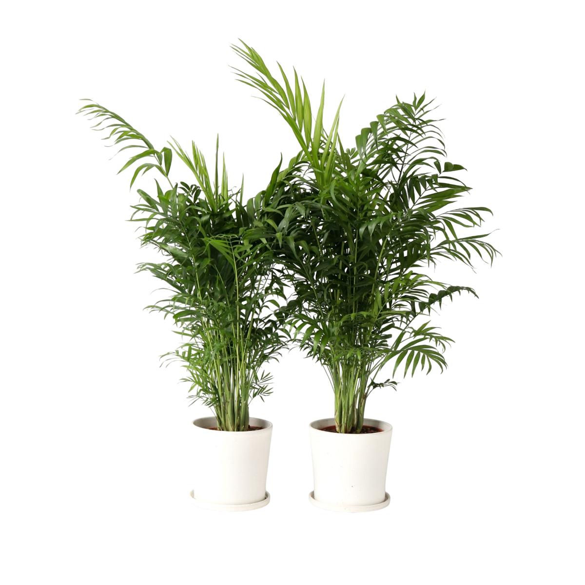 Palmier de salon - Set de 2 - Chamaedorea elegans - Hauteur 80-90cm - ⌀20cm