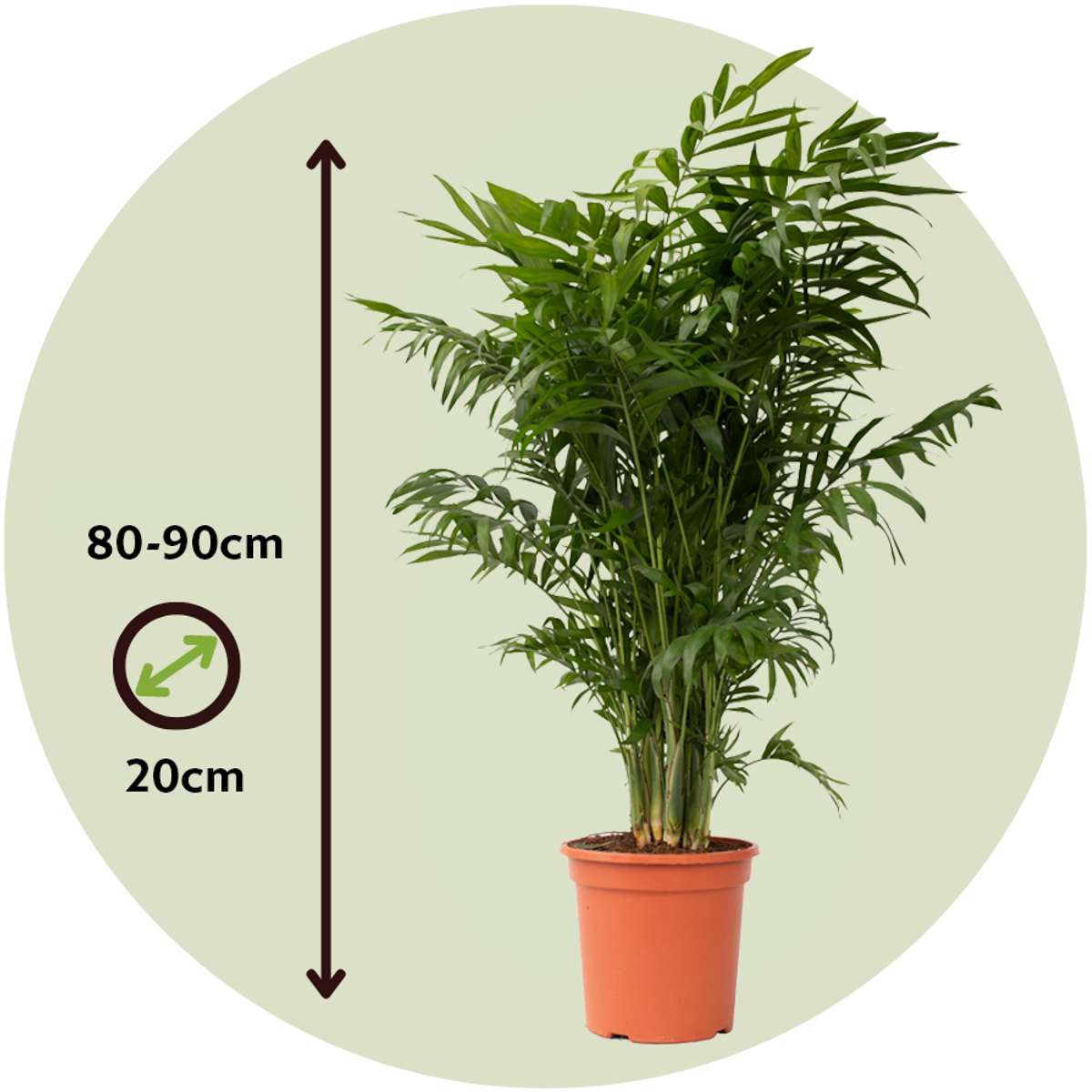 Palmier de salon - Set de 2 - Chamaedorea elegans - Hauteur 80-90cm - ⌀20cm