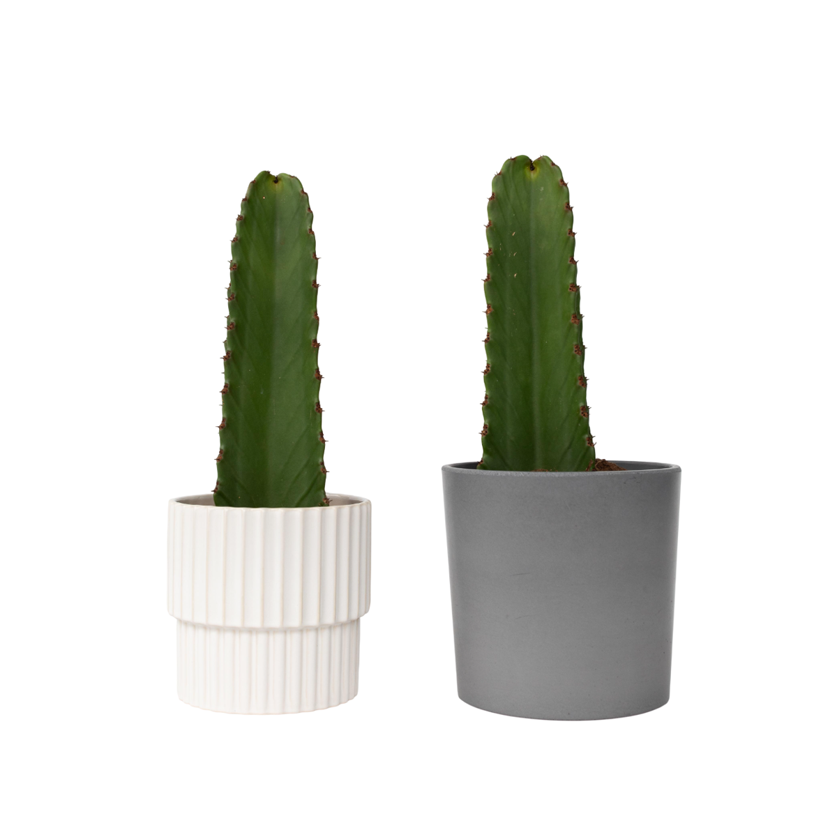 Euphorbe ingens - Set de 2 - Euphorbia ingens - Hauteur 40-50cm - ⌀18cm - TD Plantz