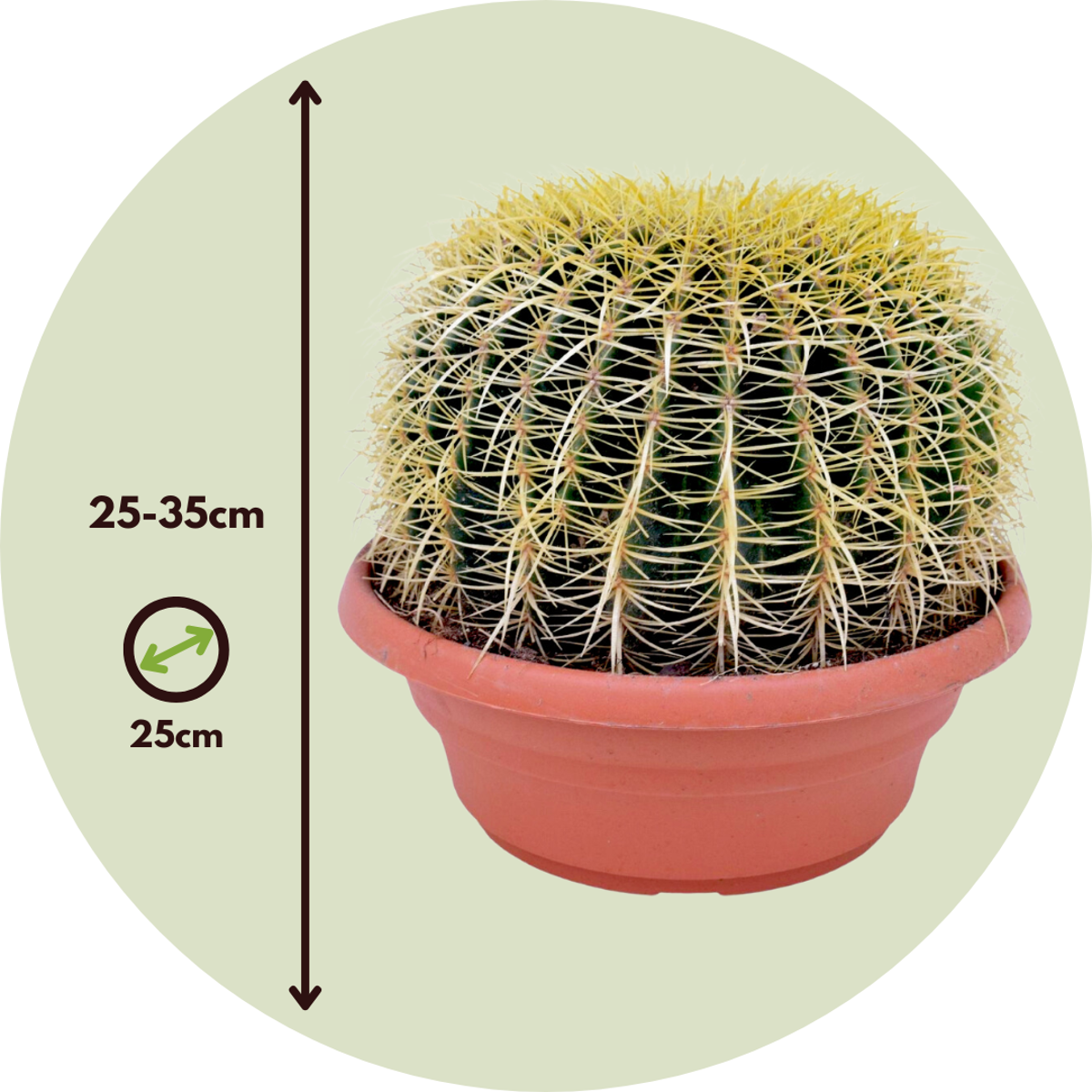Cactus de Noël - Echinocactus grusonii - Hauteur 25-35cm - ⌀25cm