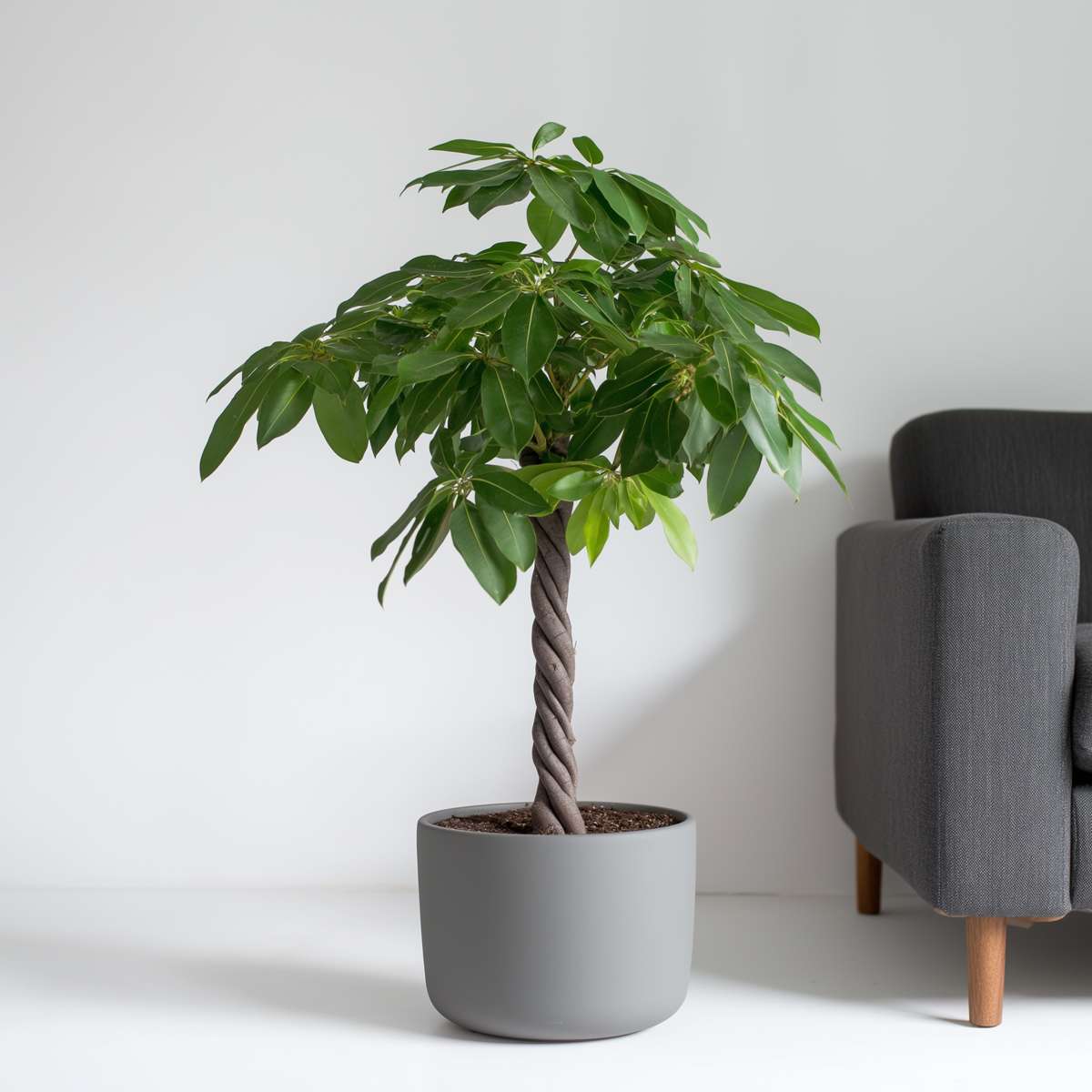 Arbre à argent - Pachira aquatica - Hauteur 100-120cm - ⌀24cm