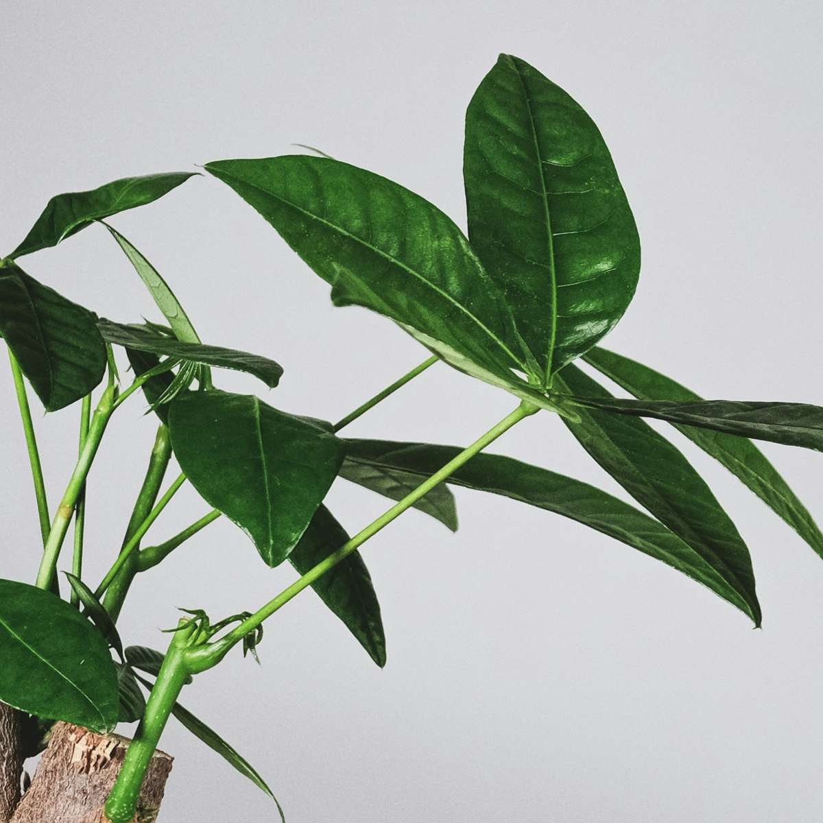 Arbre à argent - Pachira aquatica - Hauteur 100-120cm - ⌀24cm