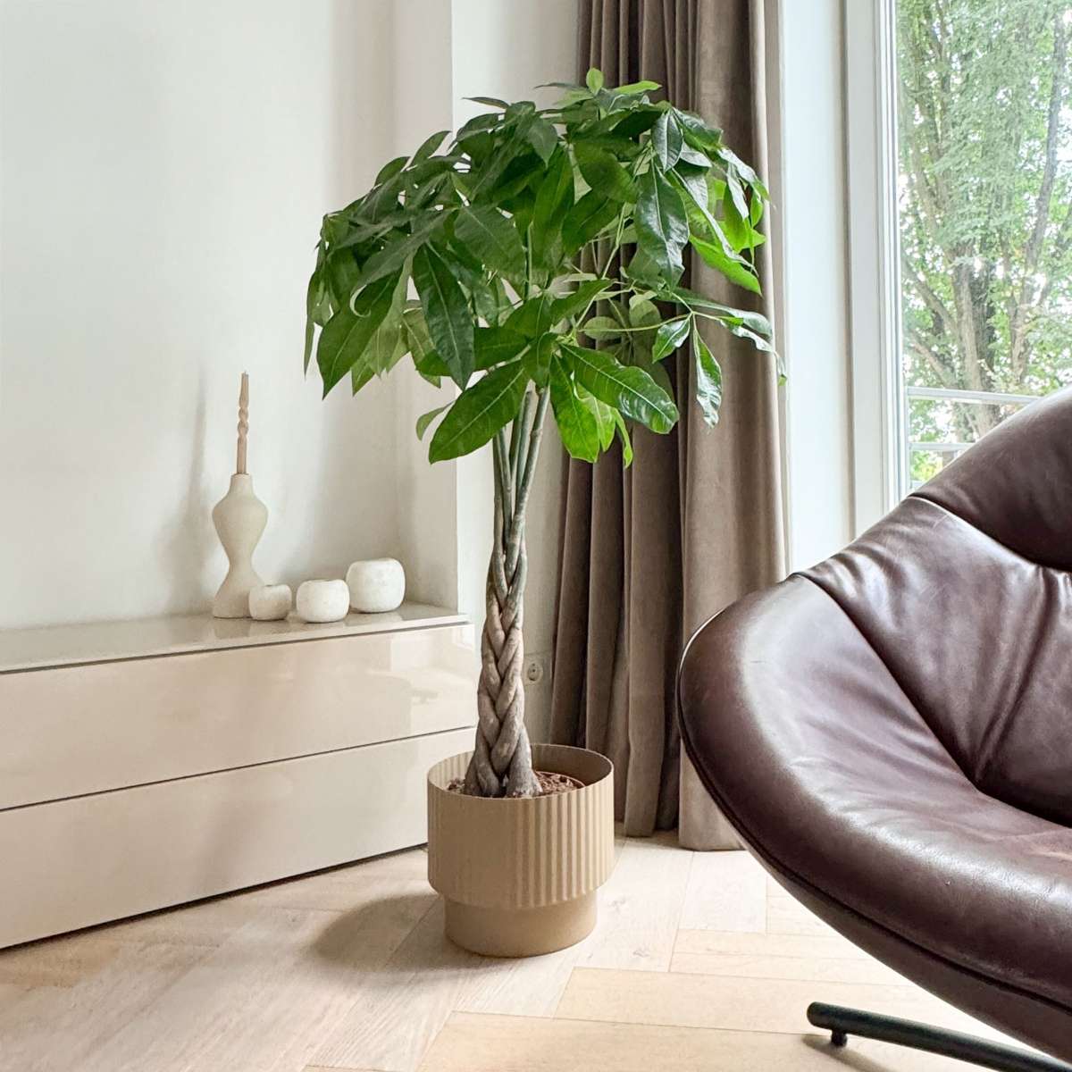 Arbre à argent - Pachira aquatica - Hauteur 100-120cm - ⌀24cm