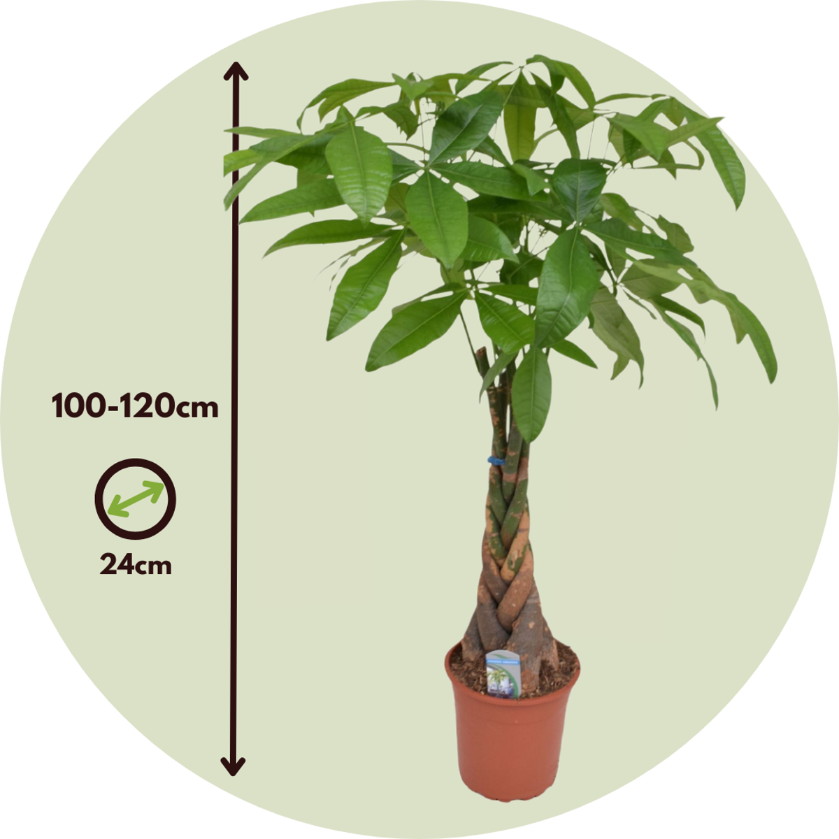 Arbre à argent - Pachira aquatica - Hauteur 100-120cm - ⌀24cm