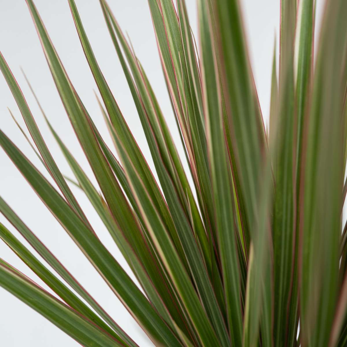 Madagascar Dragon Tree - Dracaena marginata 'Bicolor' - Height 140-150cm - ⌀27cm