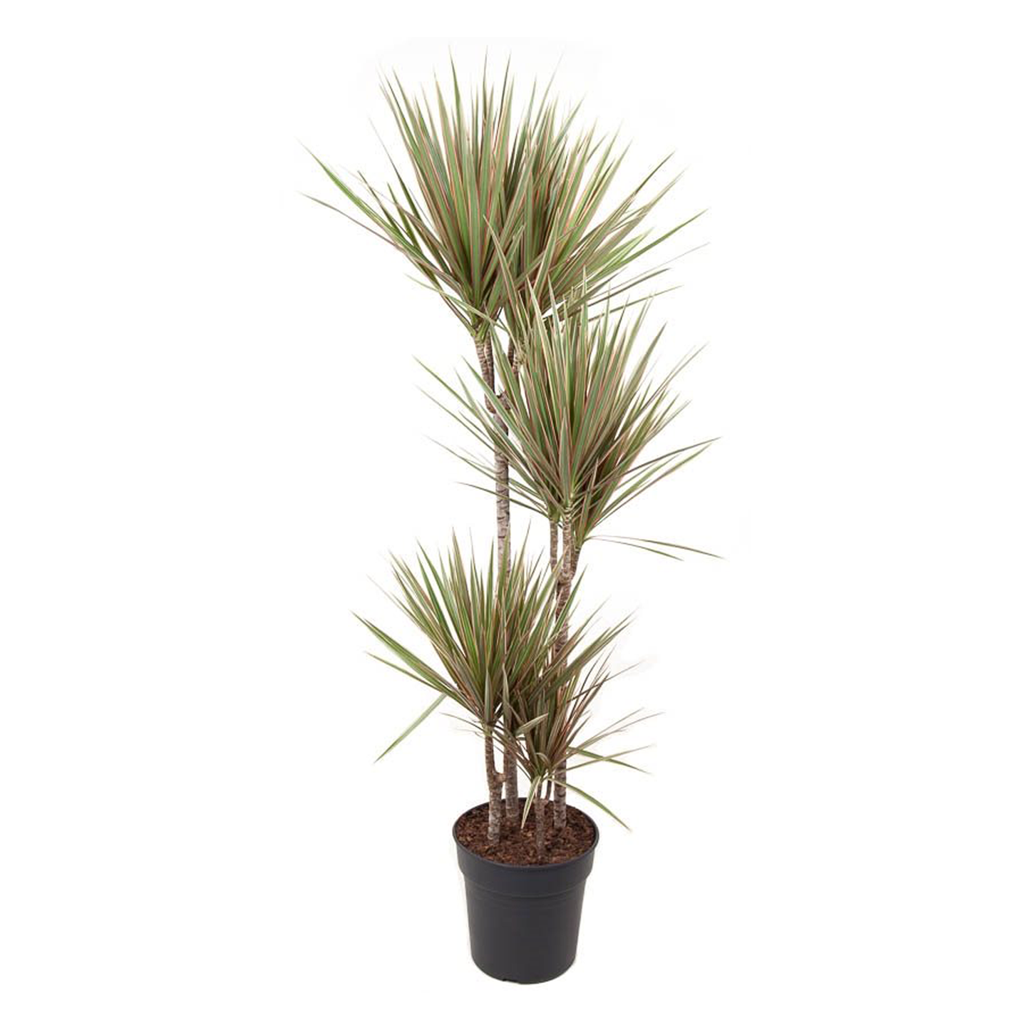 Madagascar Dragon Tree - Dracaena marginata 'Bicolor' - Height 140-150cm - ⌀27cm