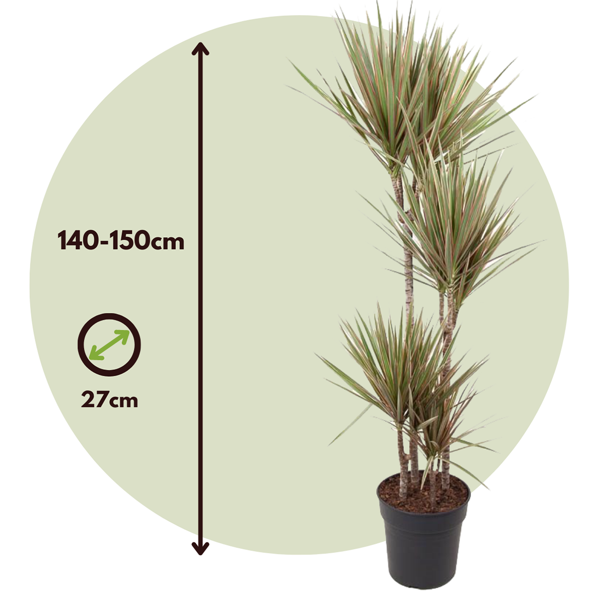 Madagascar Dragon Tree - Dracaena marginata 'Bicolor' - Height 140-150cm - ⌀27cm