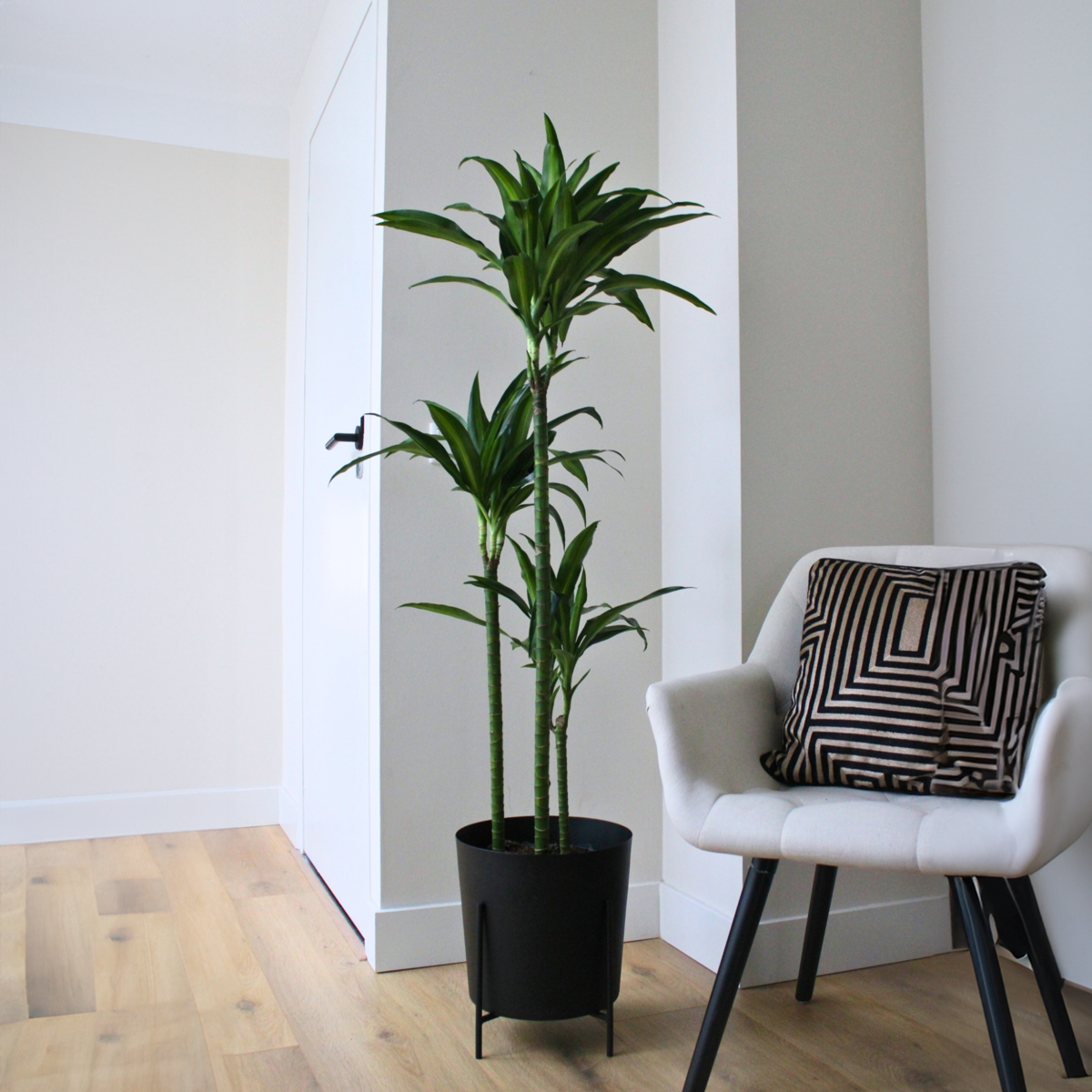 Dragon Tree - Dracaena surculosa 'Hawaiian Sunshine' - Height 130-140cm - ⌀24cm