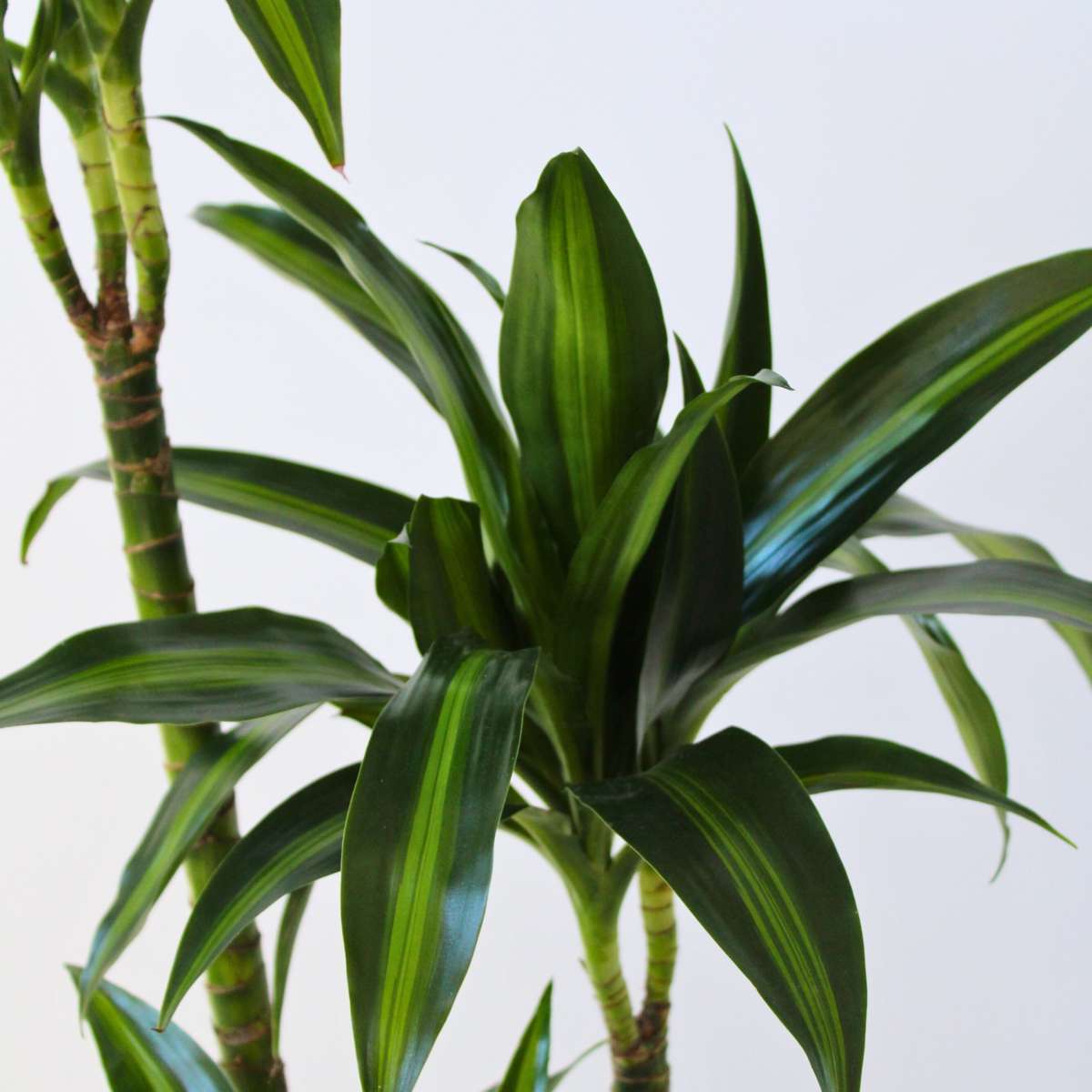 Dragon Tree - Dracaena surculosa 'Hawaiian Sunshine' - Height 130-140cm - ⌀24cm