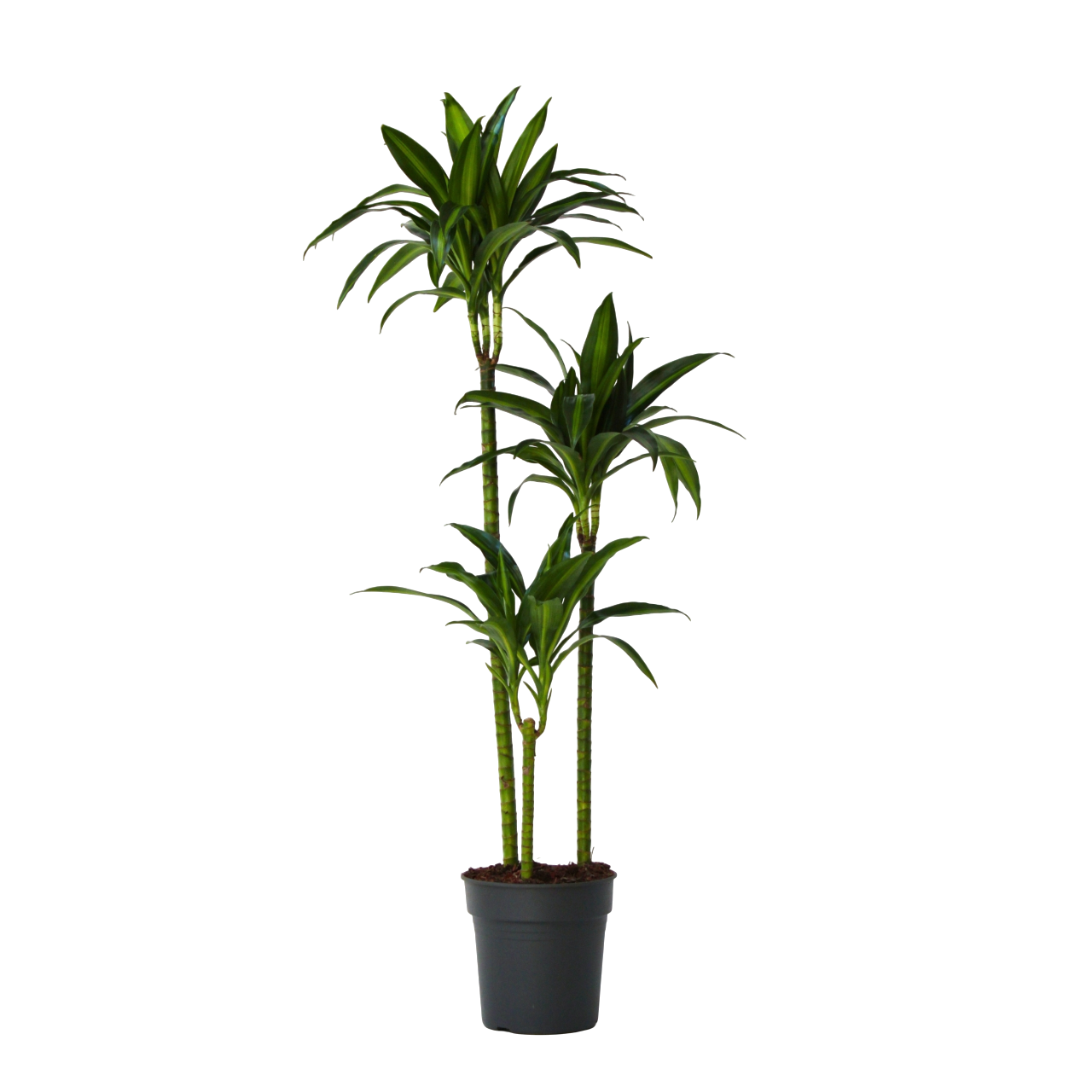 Dragon Tree - Dracaena surculosa 'Hawaiian Sunshine' - Height 130-140cm - ⌀24cm