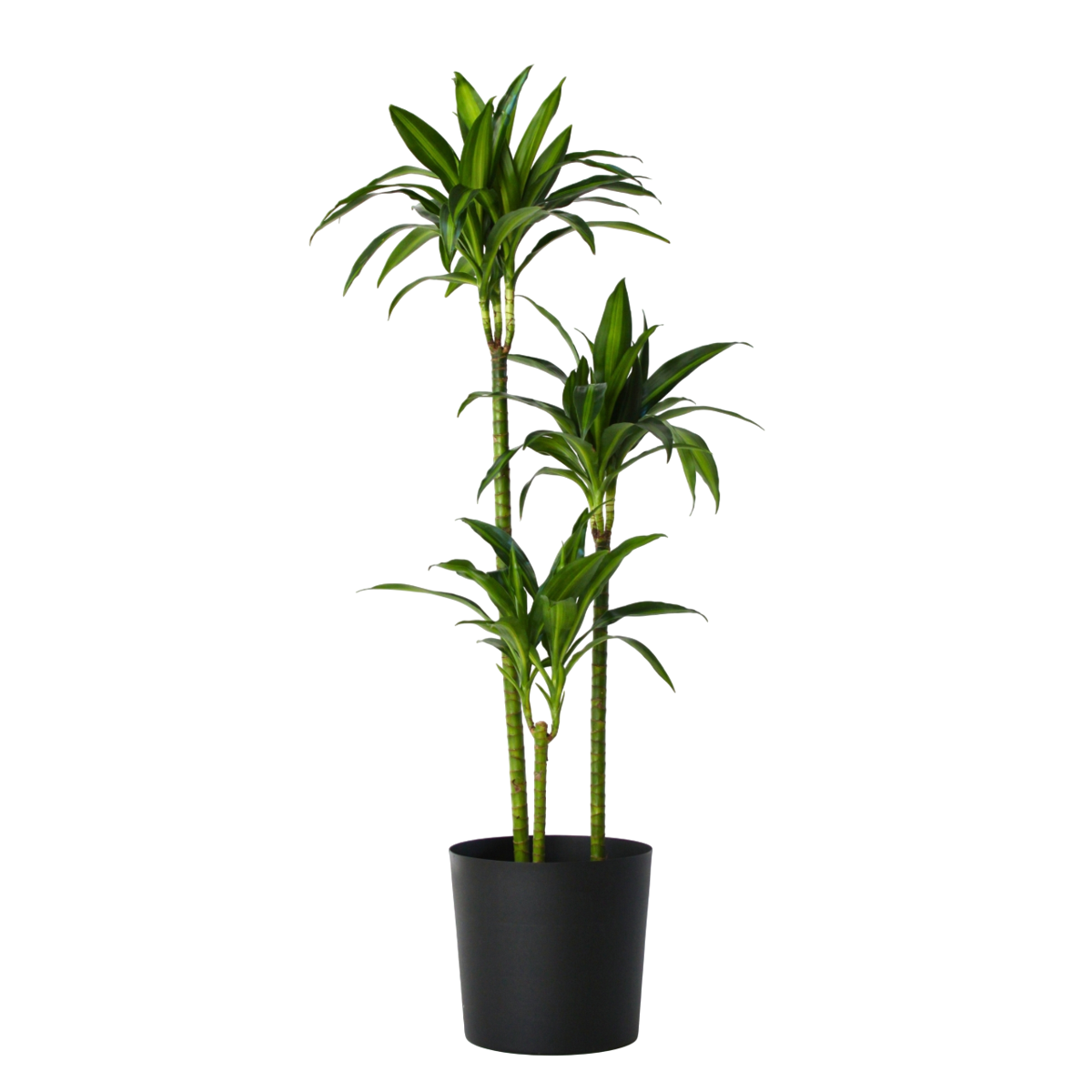 Dragon Tree - Dracaena surculosa 'Hawaiian Sunshine' - Height 130-140cm - ⌀24cm