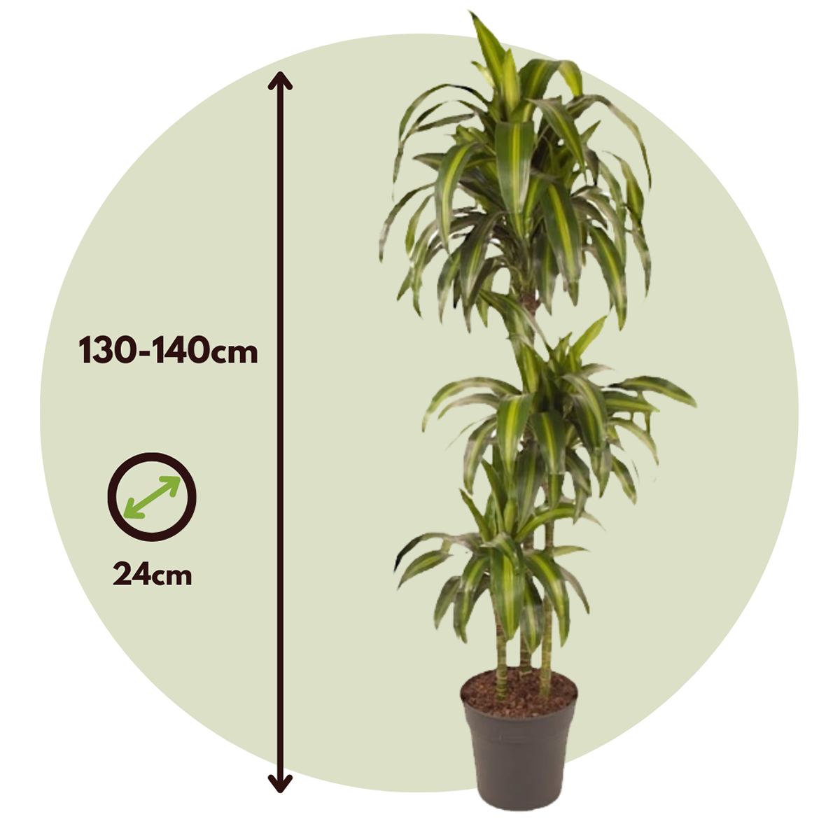 Dragon Tree - Dracaena surculosa 'Hawaiian Sunshine' - Height 130-140cm - ⌀24cm