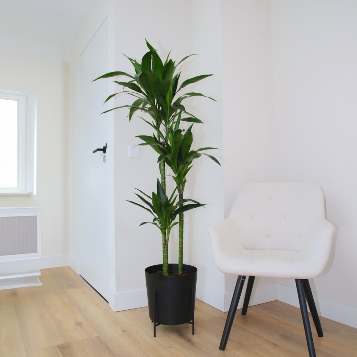 Dragon Tree - Dracaena deremensis 'Janet Craig' - Height 140-150cm - ⌀24cm