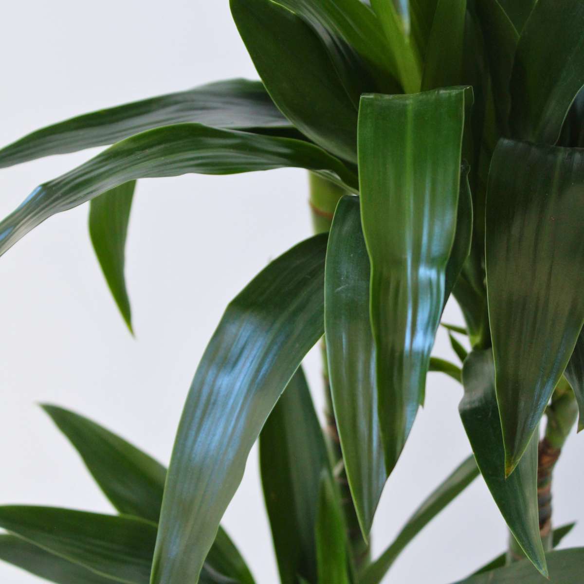 Dragon Tree - Dracaena deremensis 'Janet Craig' - Height 140-150cm - ⌀24cm