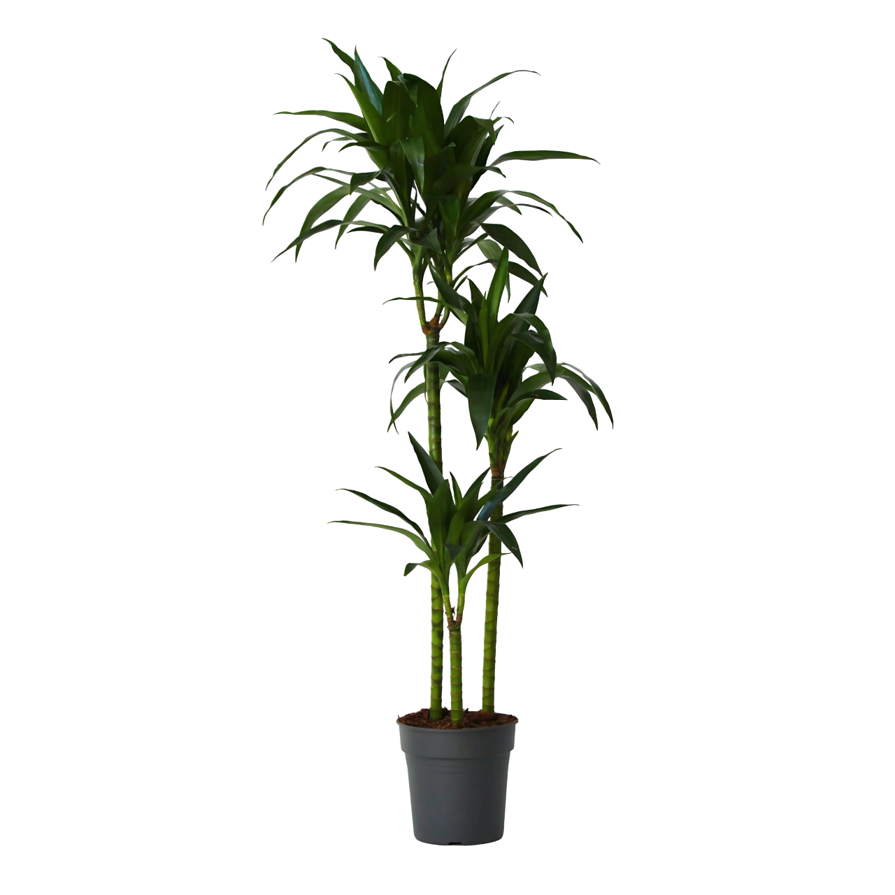 Dragon Tree - Dracaena deremensis 'Janet Craig' - Height 140-150cm - ⌀24cm