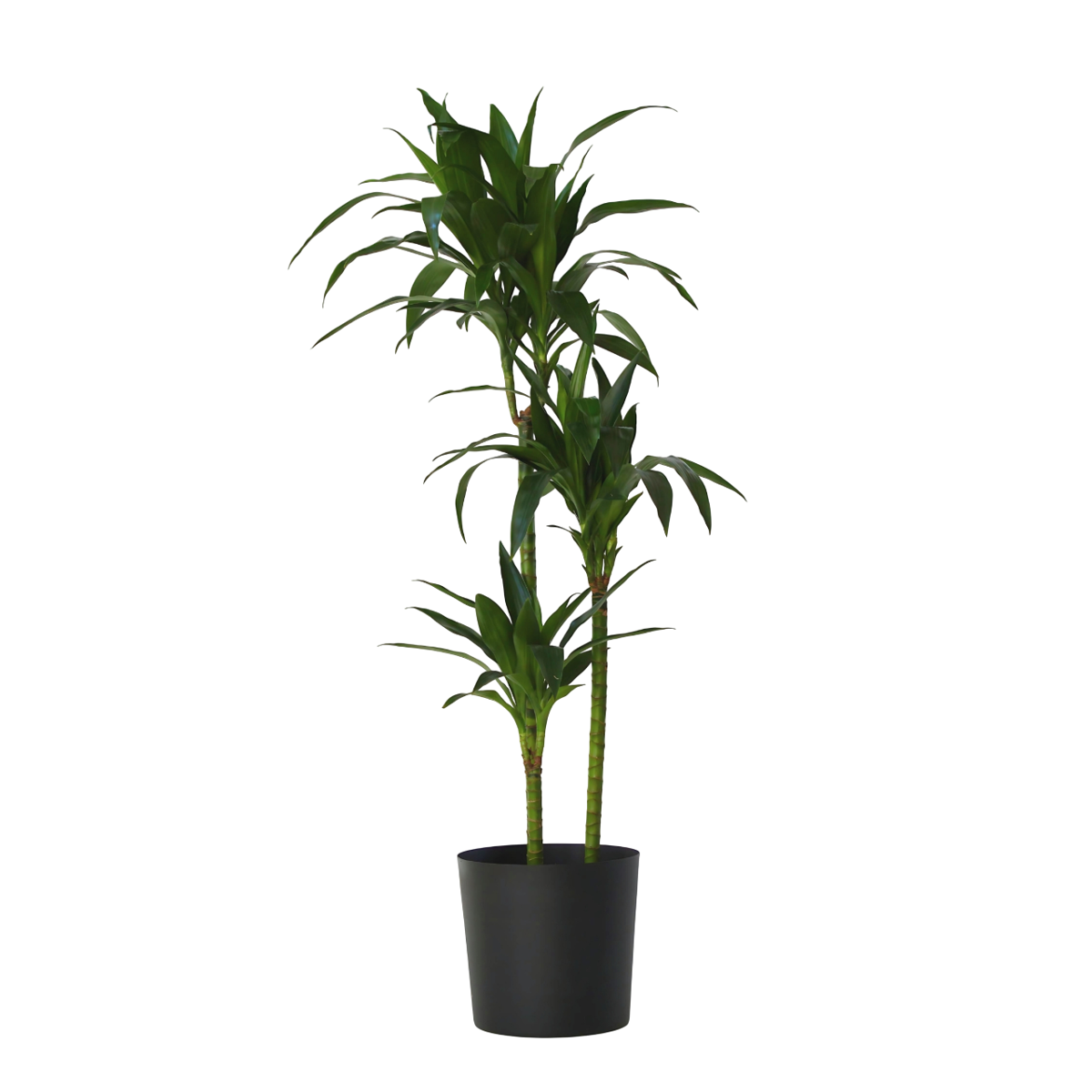 Dragon Tree - Dracaena deremensis 'Janet Craig' - Height 140-150cm - ⌀24cm