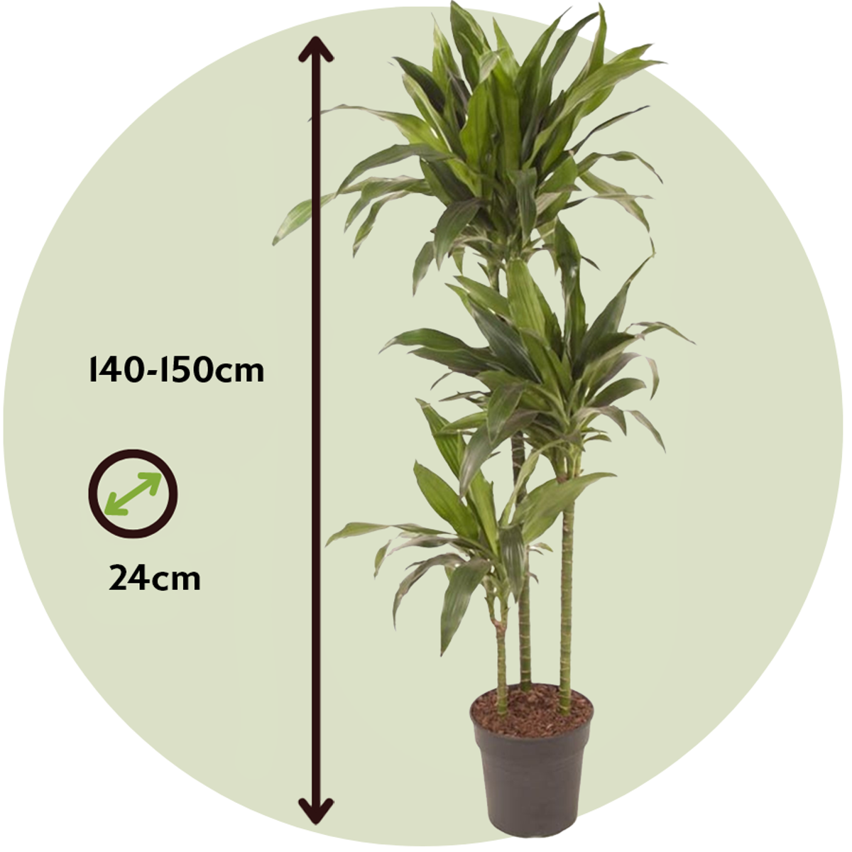 Dragon Tree - Dracaena deremensis 'Janet Craig' - Height 140-150cm - ⌀24cm