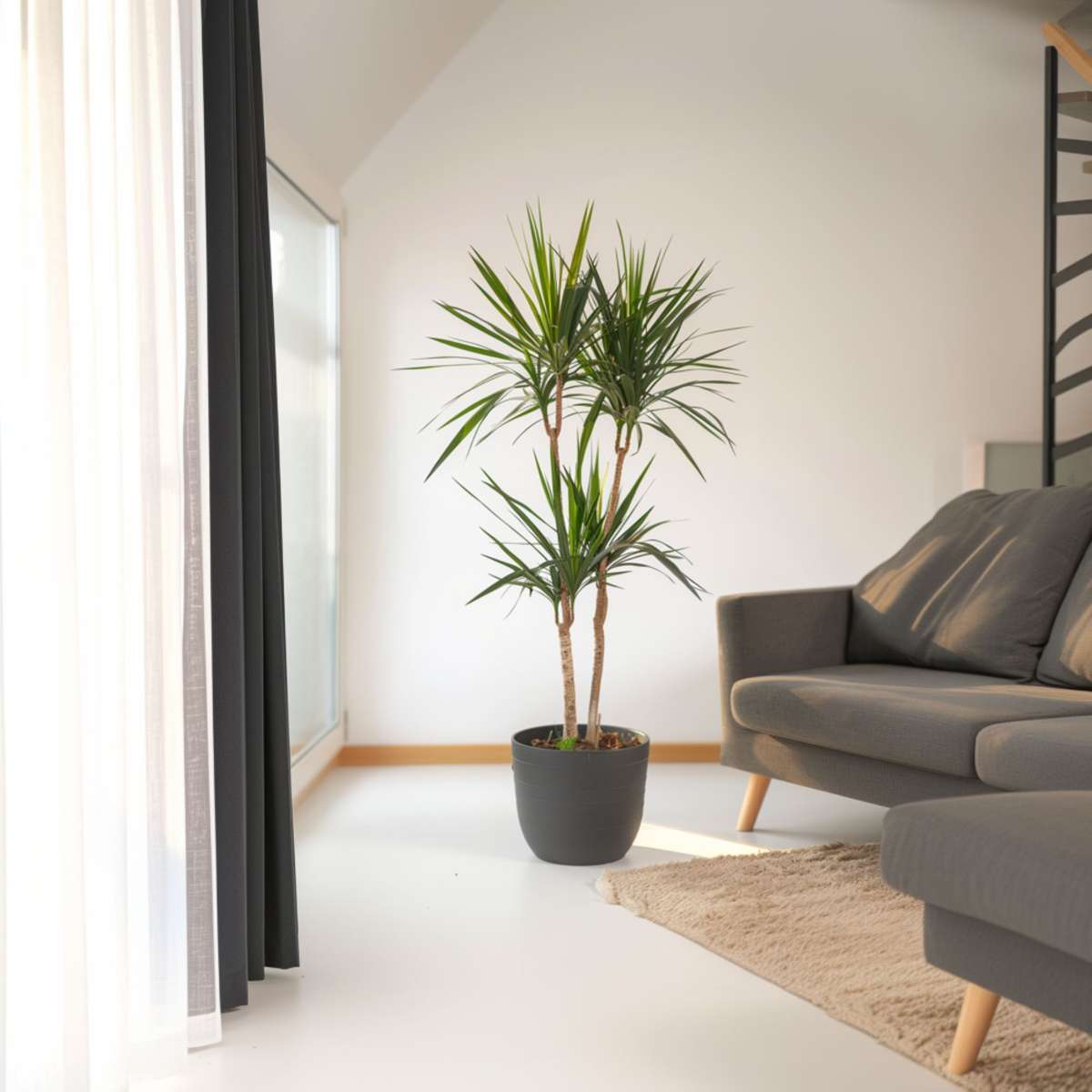 Dragonnier - Dracaena marginata - Hauteur 150-160cm - ⌀27cm