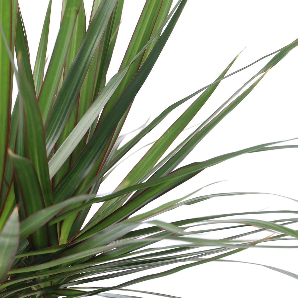 Dragonnier - Dracaena marginata - Hauteur 150-160cm - ⌀27cm