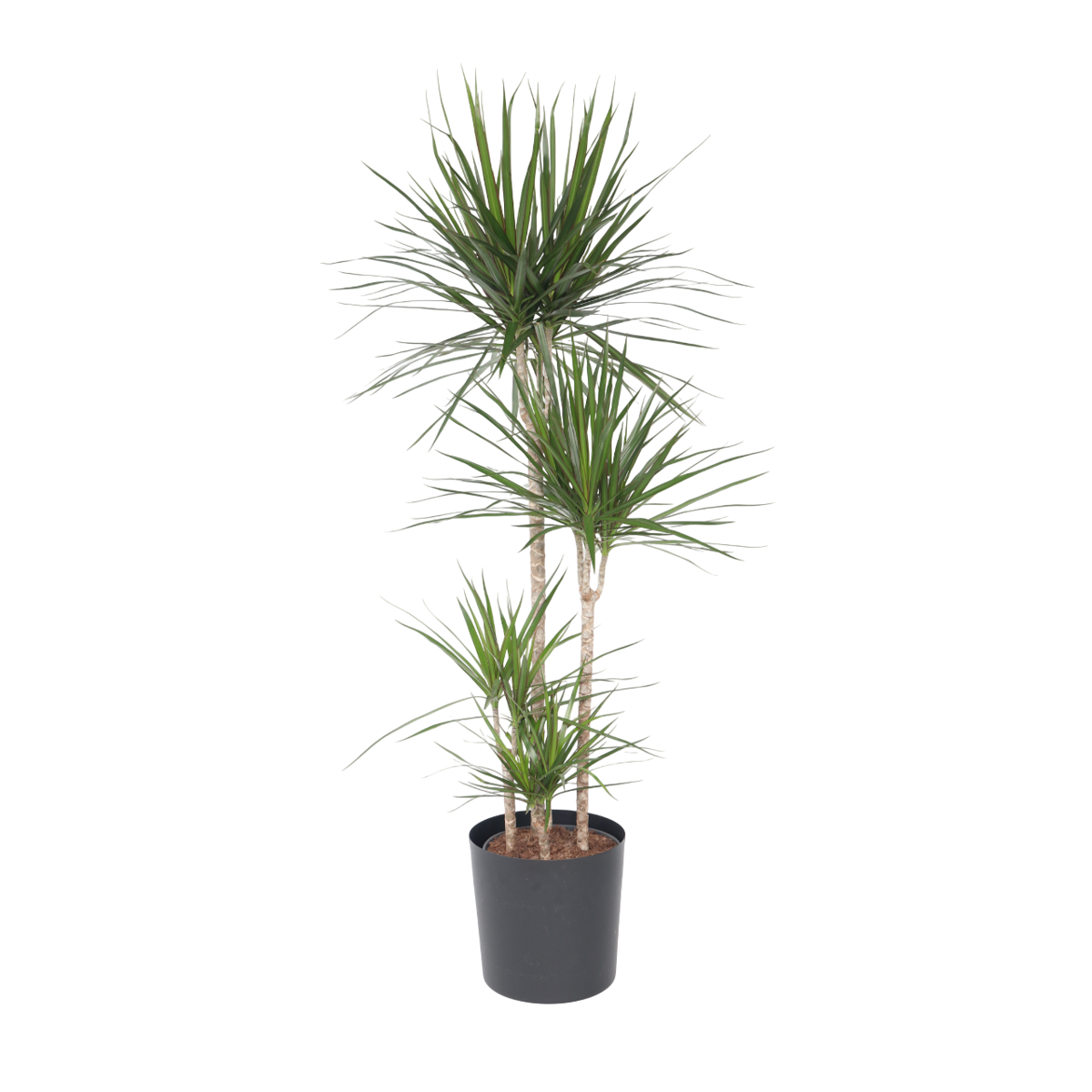 Dragonnier - Dracaena marginata - Hauteur 150-160cm - ⌀27cm