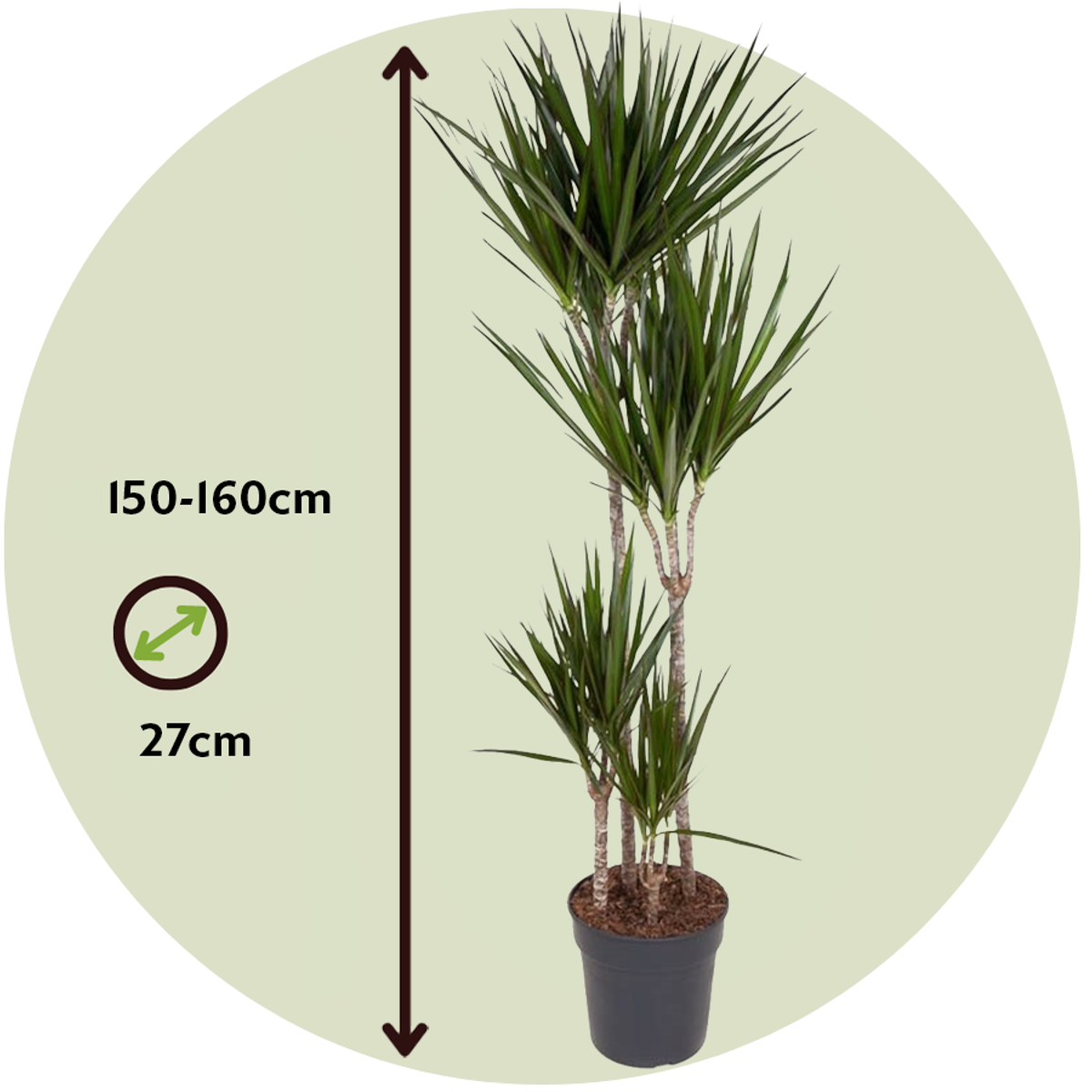 Dragonnier - Dracaena marginata - Hauteur 150-160cm - ⌀27cm