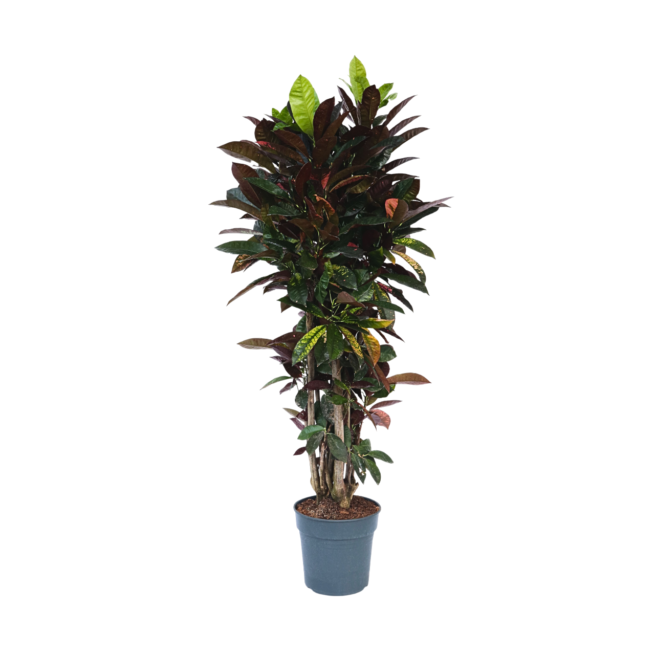 Croton - Codiaeum variegatum 'Mrs. Iceton' - Hauteur 140-150cm - ⌀31cm