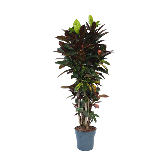 Croton - Codiaeum variegatum 'Mrs. Iceton' - Hauteur 140-150cm - ⌀31cm