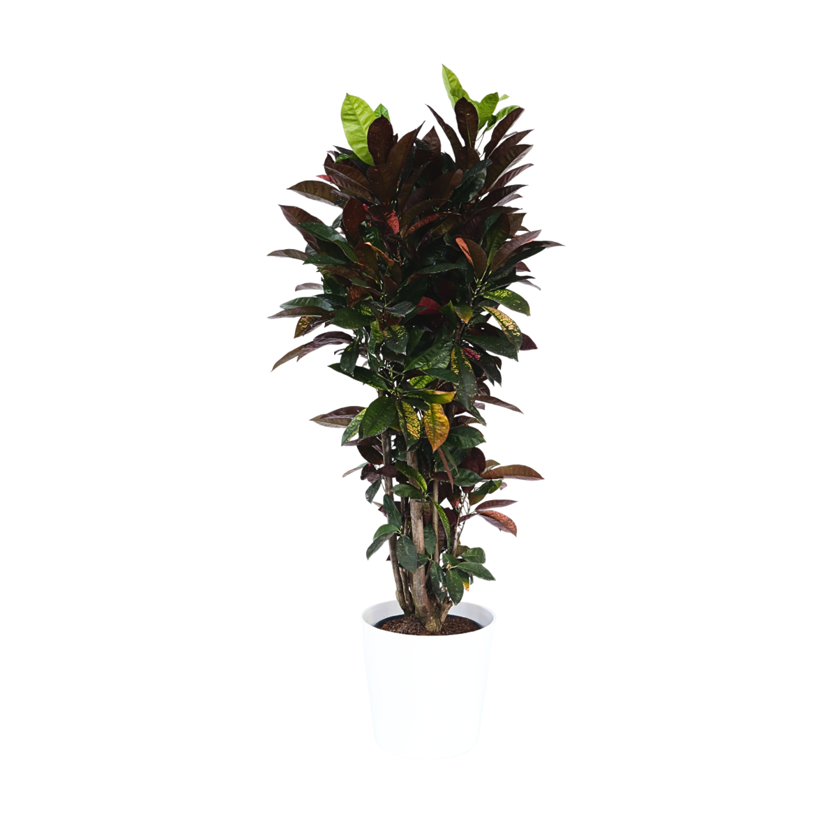 Croton - Codiaeum variegatum 'Mrs. Iceton' - Hauteur 140-150cm - ⌀31cm