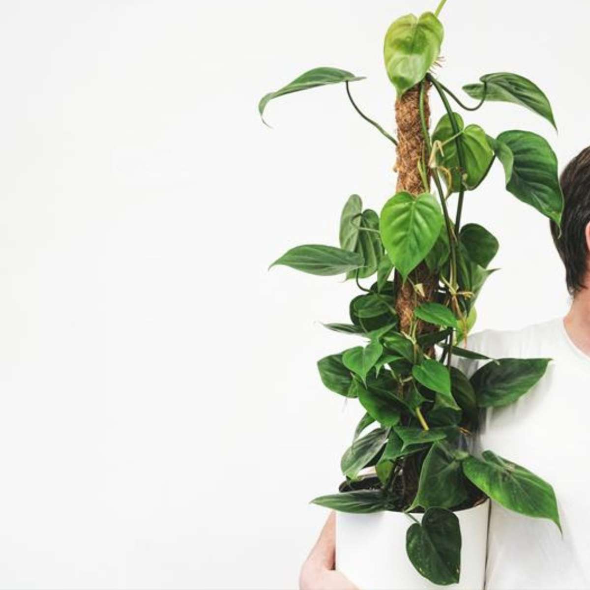 Plante verte - Philodendron scandens - Hauteur 150-160cm - ⌀27cm