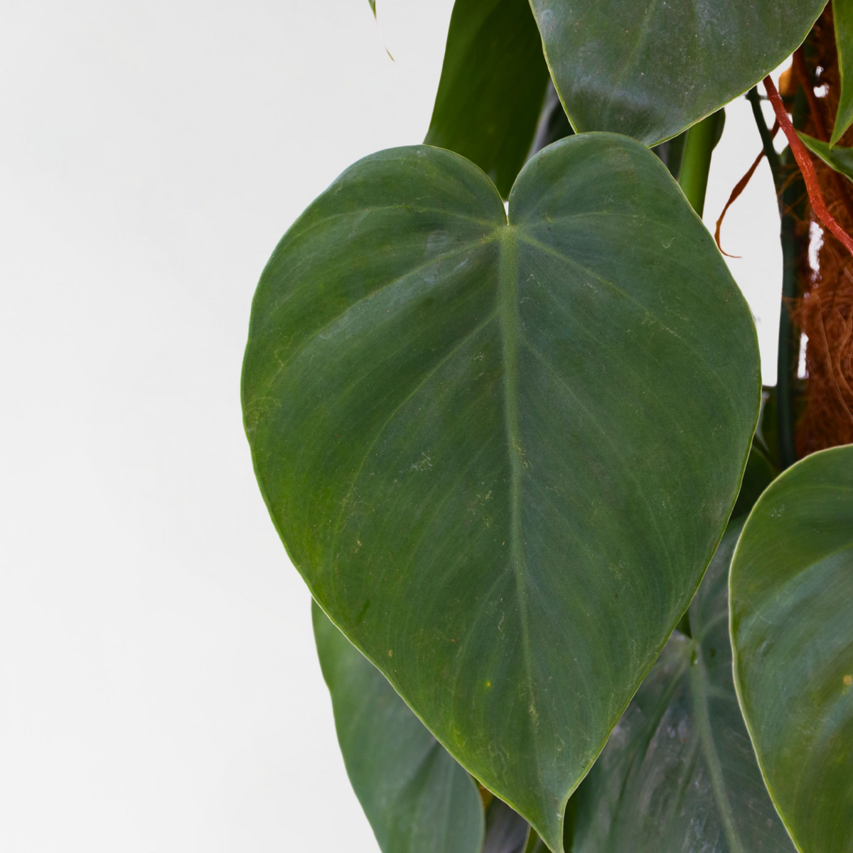 Plante verte - Philodendron scandens - Hauteur 150-160cm - ⌀27cm