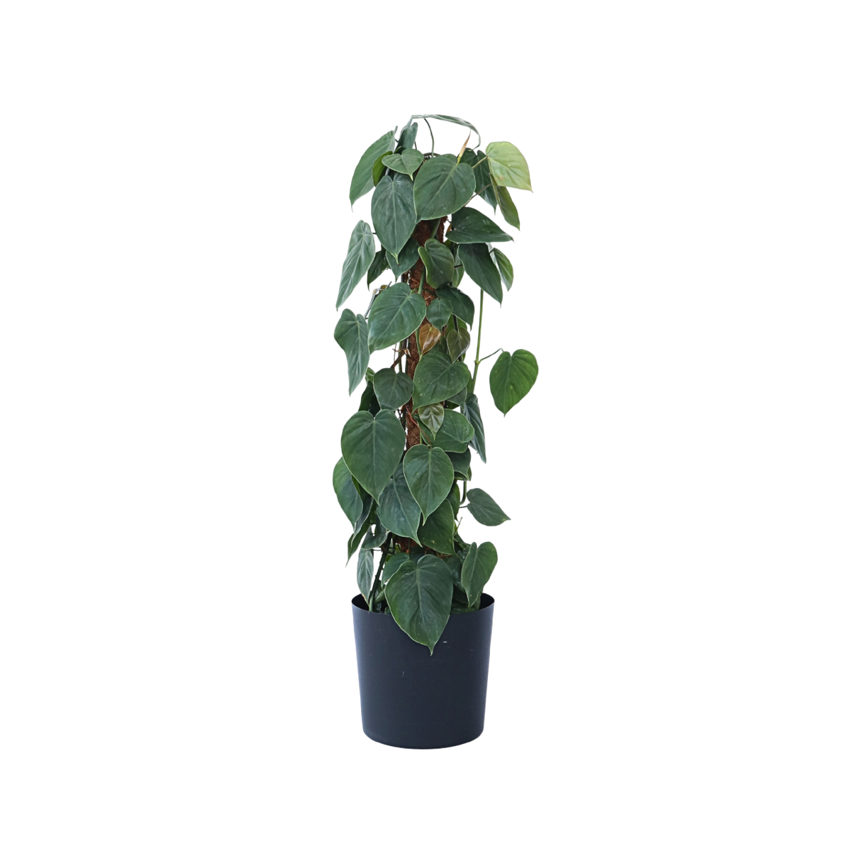 Plante verte - Philodendron scandens - Hauteur 150-160cm - ⌀27cm