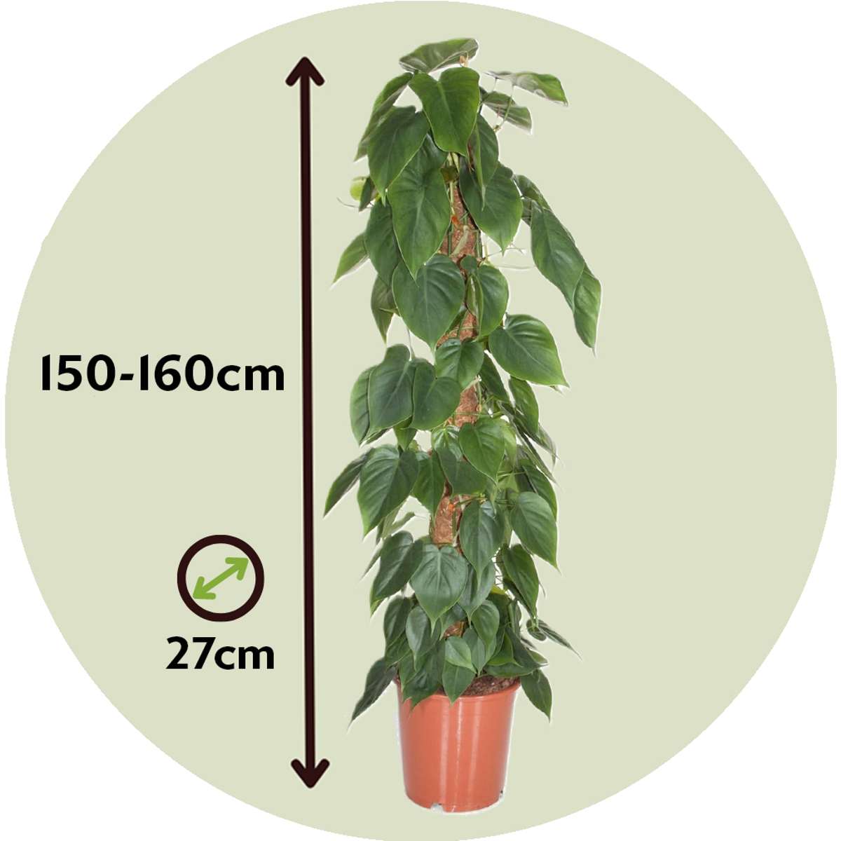 Plante verte - Philodendron scandens - Hauteur 150-160cm - ⌀27cm