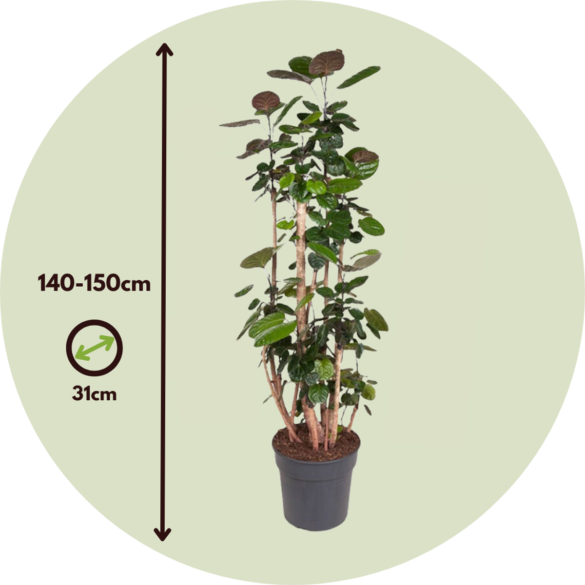 Arbre ombrelle - Polyscias 'Fabian' - Hauteur 140-150cm - ⌀31cm