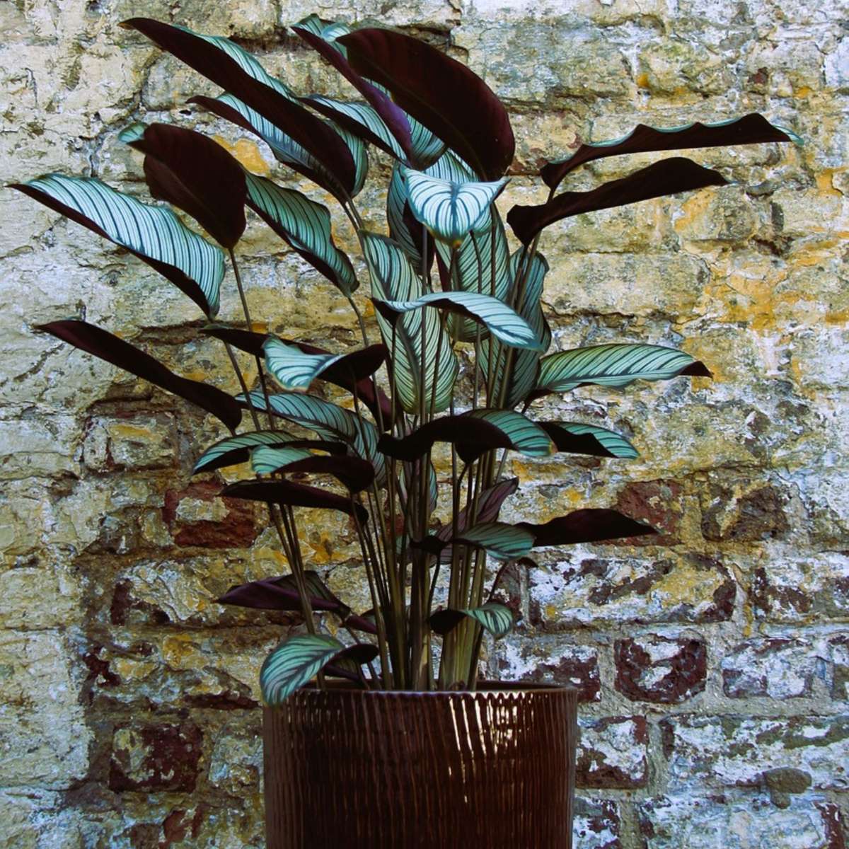 Calathée de Oppenheim - Calathea 'Oppenheimiana' - Hauteur 120-130cm - ⌀27cm