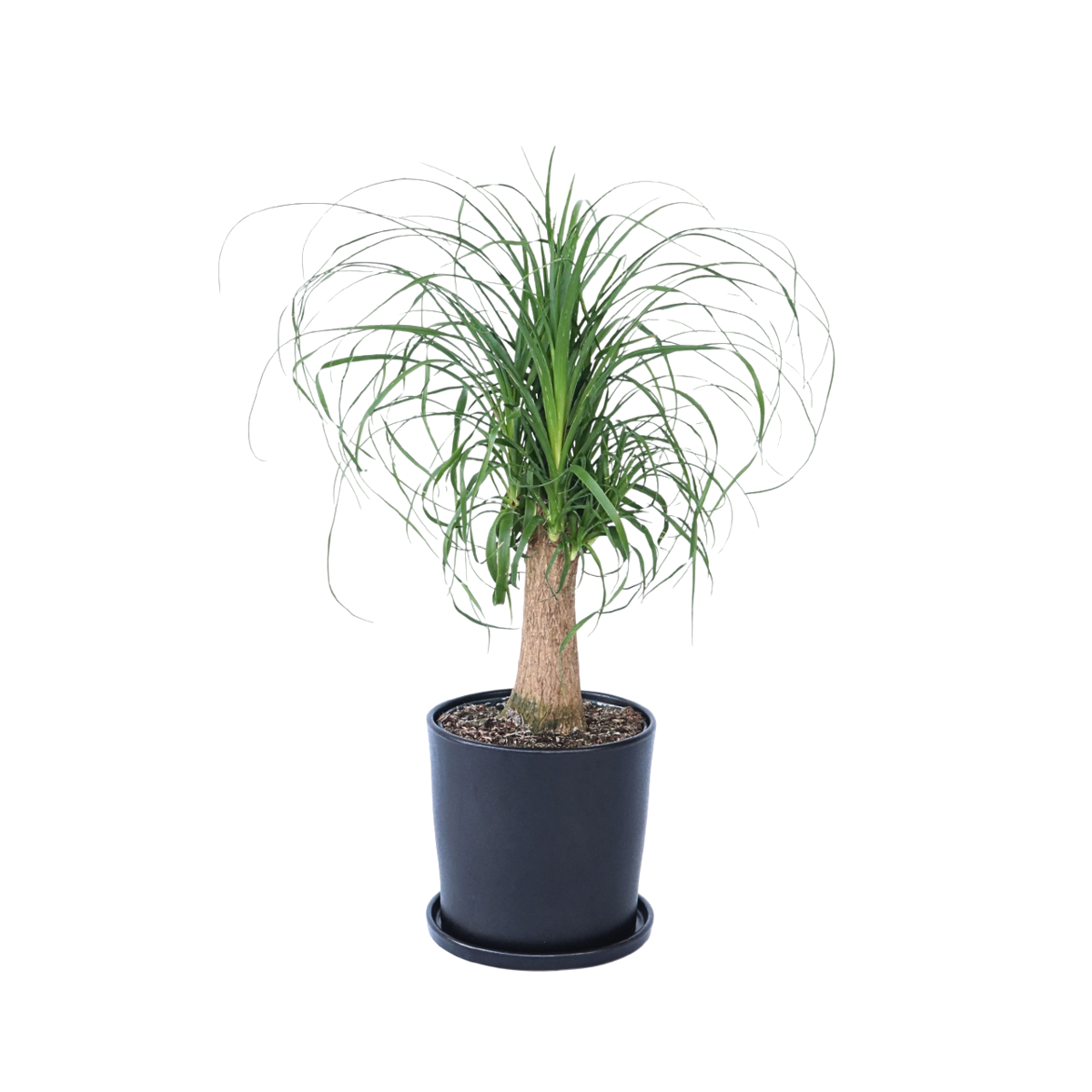 Ponytail Palm - Beaucarnea 'recurvata' - Height 60-70cm - ⌀21cm