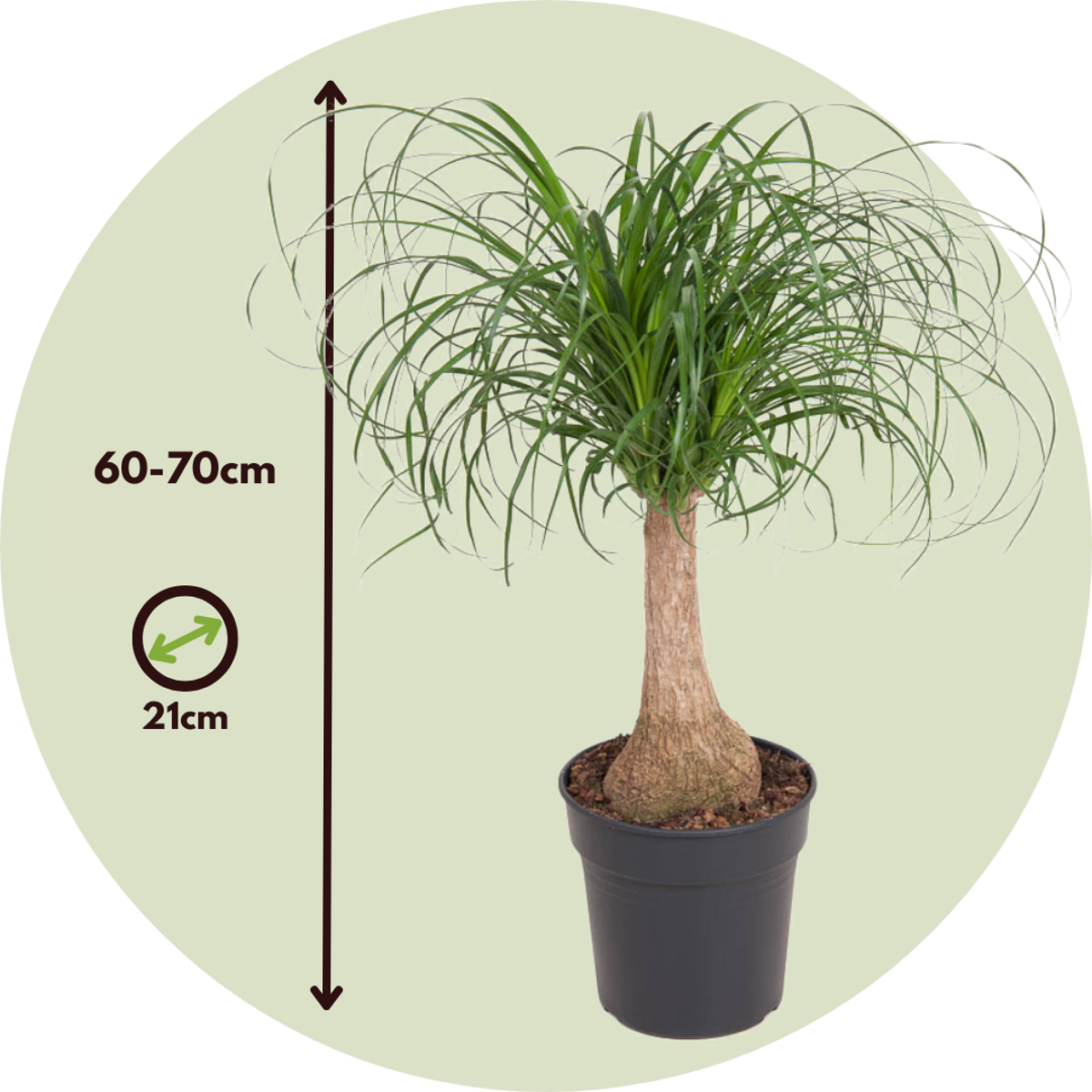 Ponytail Palm - Beaucarnea 'recurvata' - Height 60-70cm - ⌀21cm