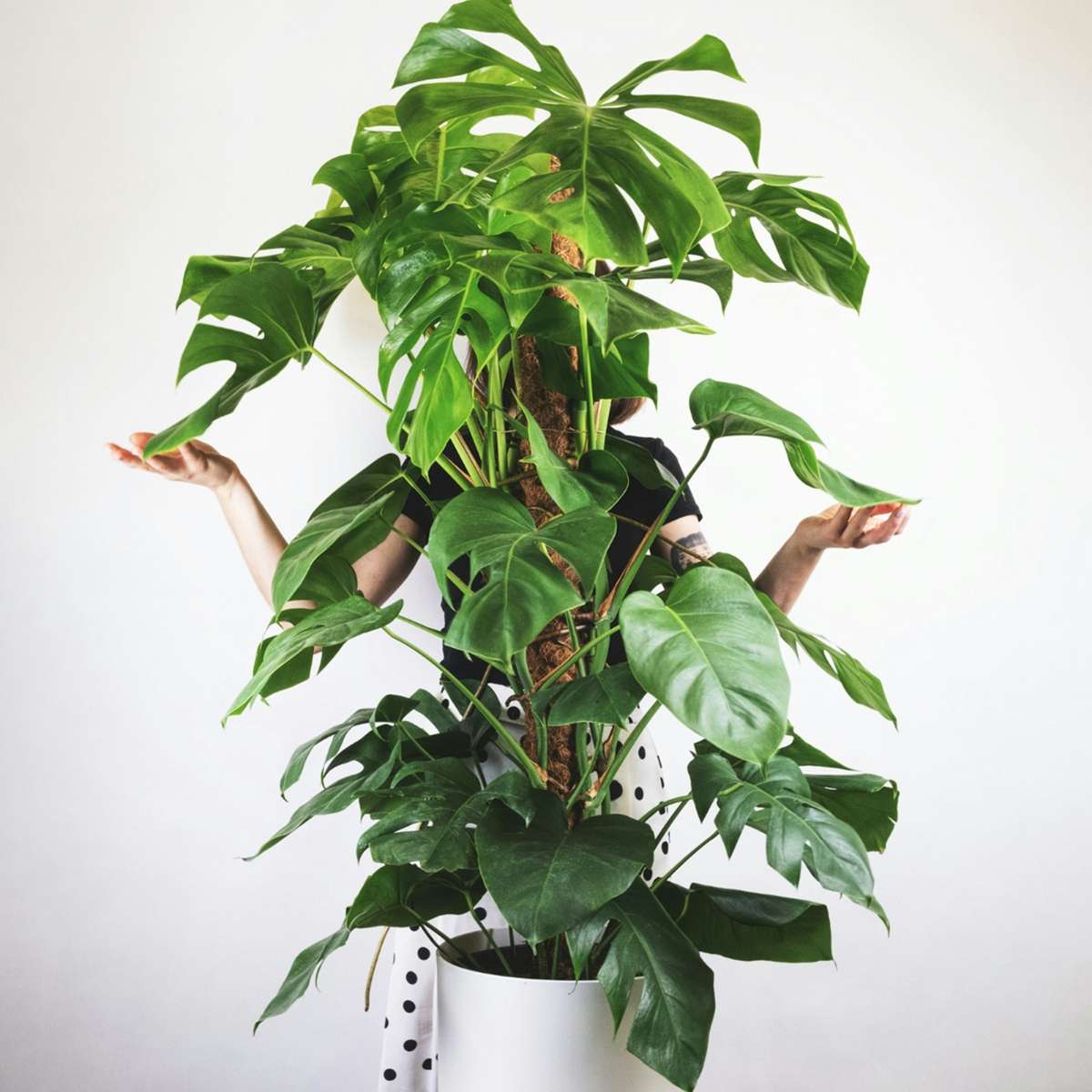 Plante à trous - Monstera deliciosa - Hauteur 120-130cm - ⌀24cm