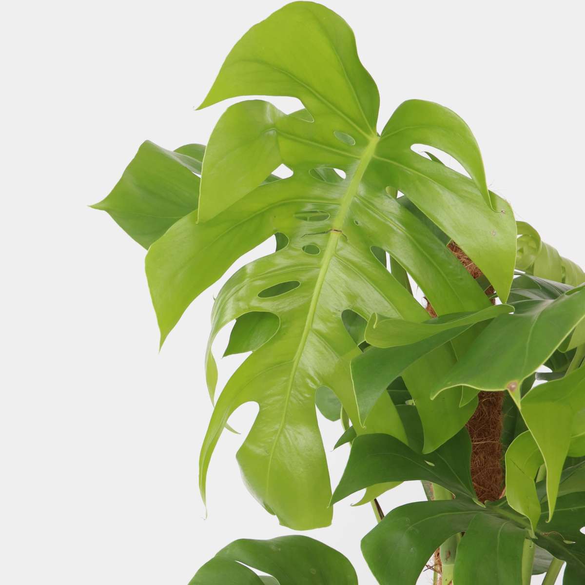 Plante à trous - Monstera deliciosa - Hauteur 120-130cm - ⌀24cm
