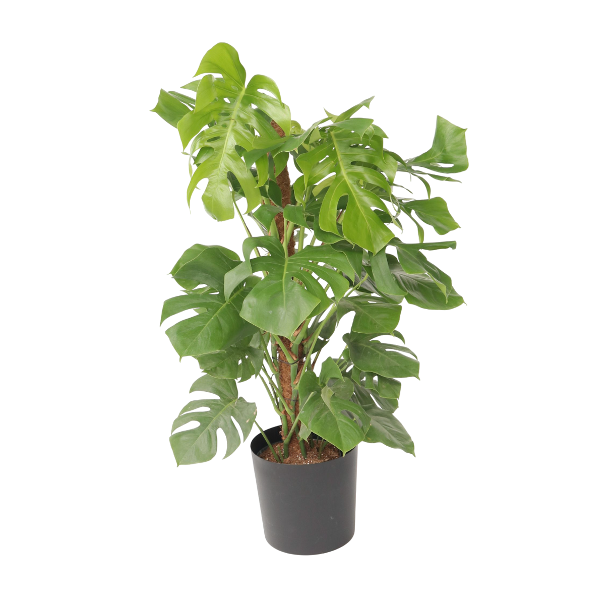 Plante à trous - Monstera deliciosa - Hauteur 120-130cm - ⌀24cm