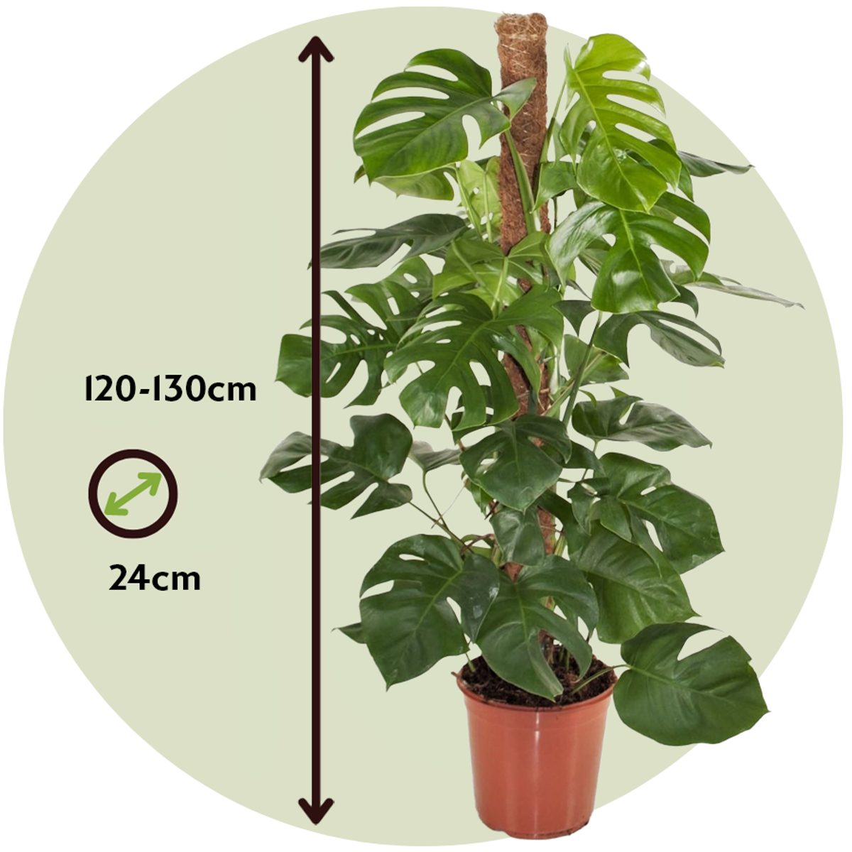 Plante à trous - Monstera deliciosa - Hauteur 120-130cm - ⌀24cm