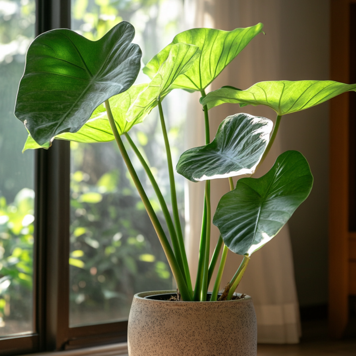Plante éléphant - Alocasia 'Portodora' - Hauteur 110-120cm - ⌀32cm