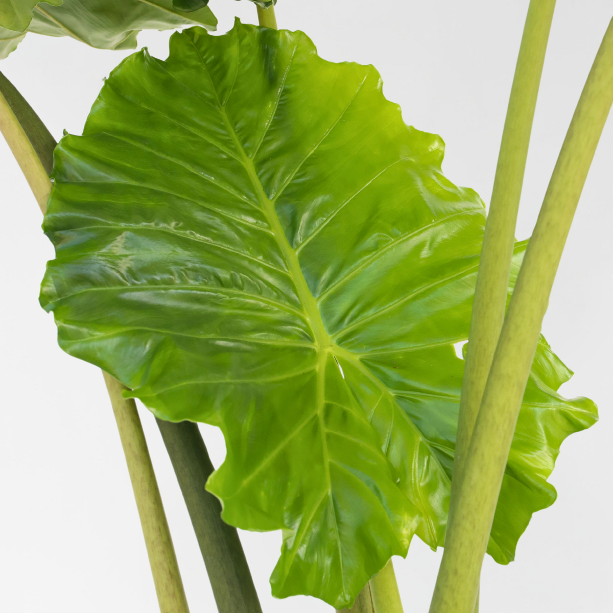 Plante éléphant - Alocasia 'Portodora' - Hauteur 110-120cm - ⌀32cm
