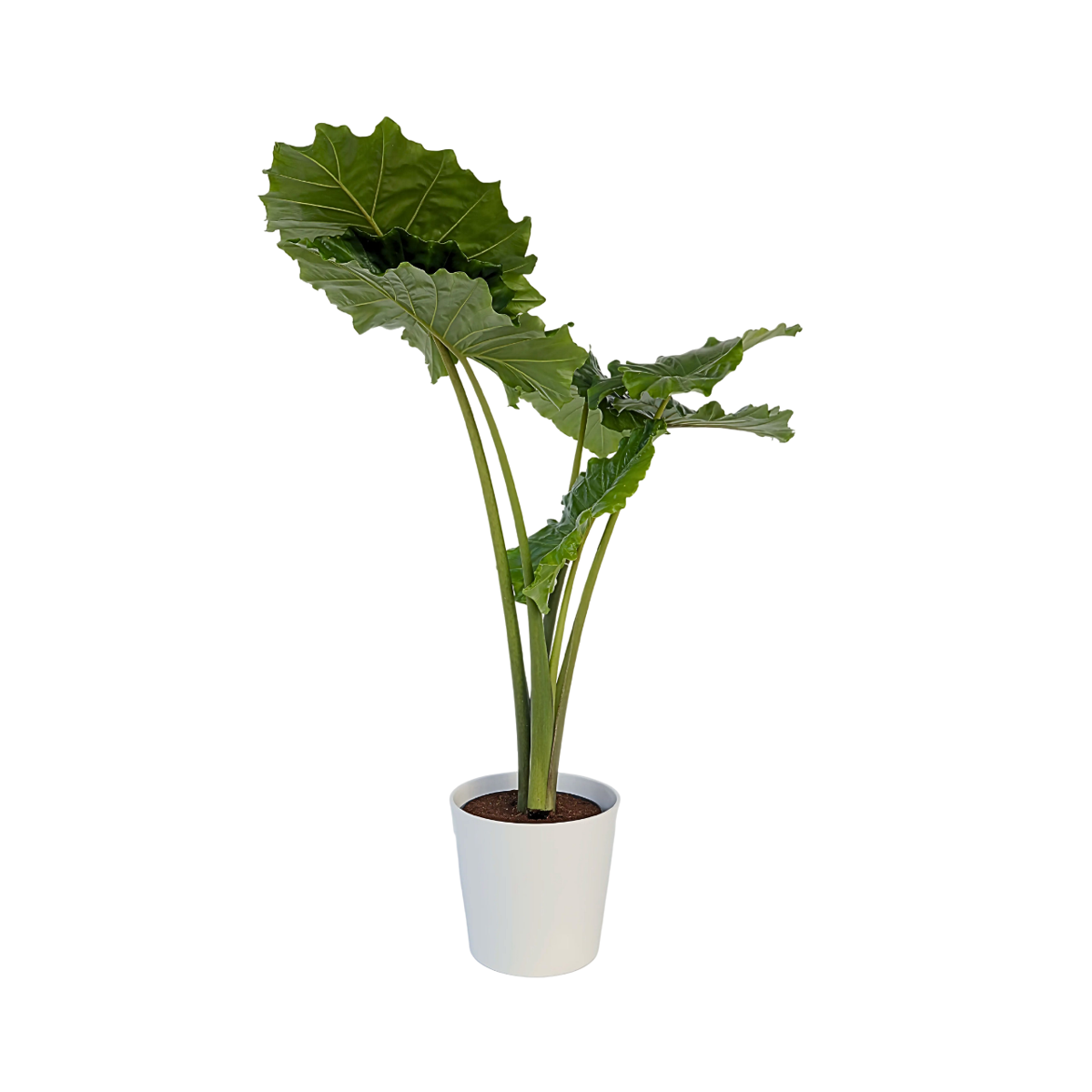 Plante éléphant - Alocasia 'Portodora' - Hauteur 110-120cm - ⌀32cm