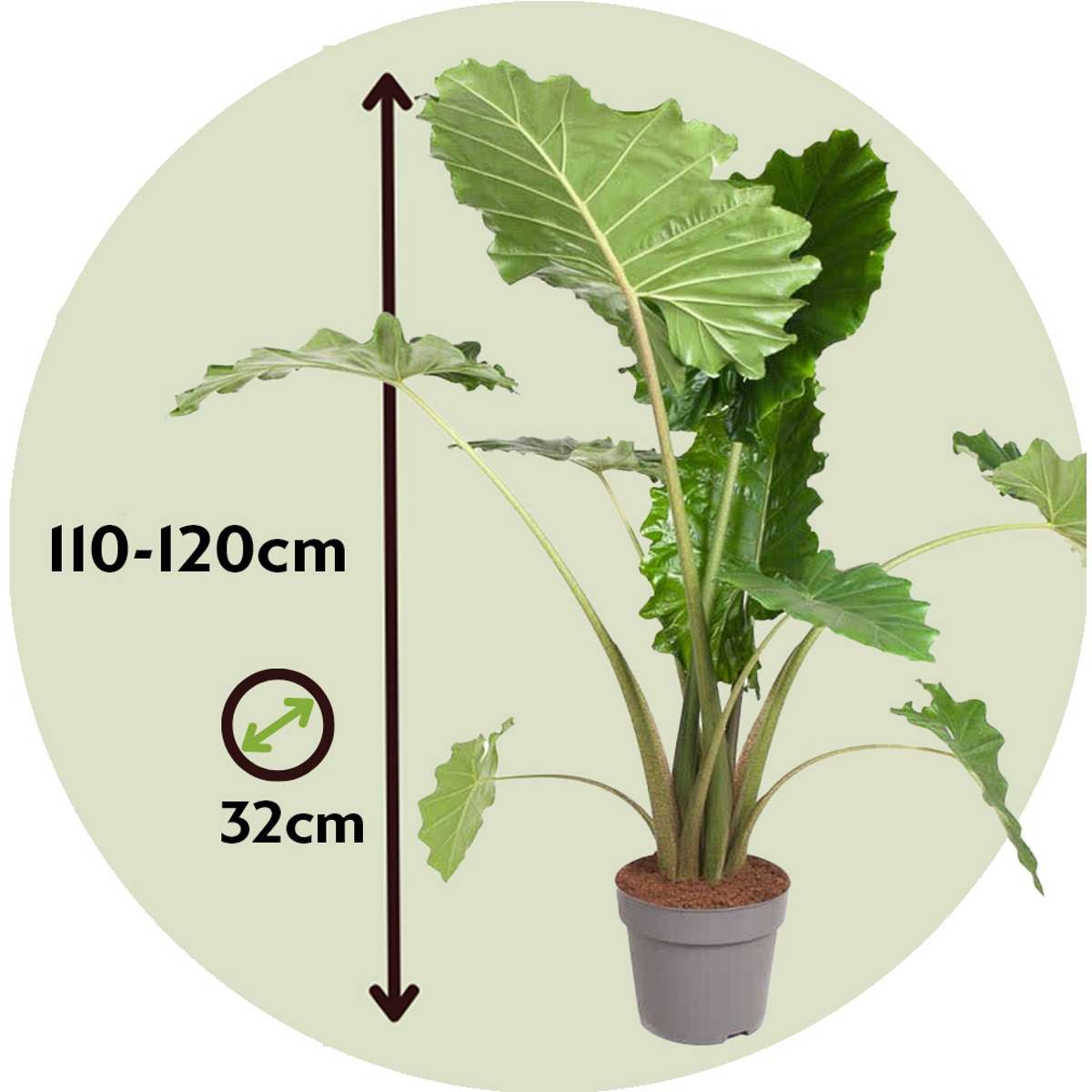 Plante éléphant - Alocasia 'Portodora' - Hauteur 110-120cm - ⌀32cm