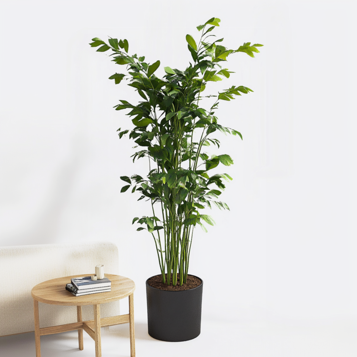 Palmier fishtail - Caryota mitis - Hauteur 120-130cm - ⌀27cm