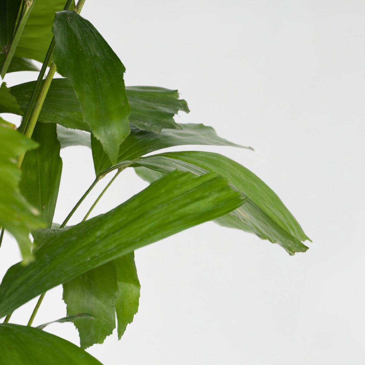 Palmier fishtail - Caryota mitis - Hauteur 120-130cm - ⌀27cm