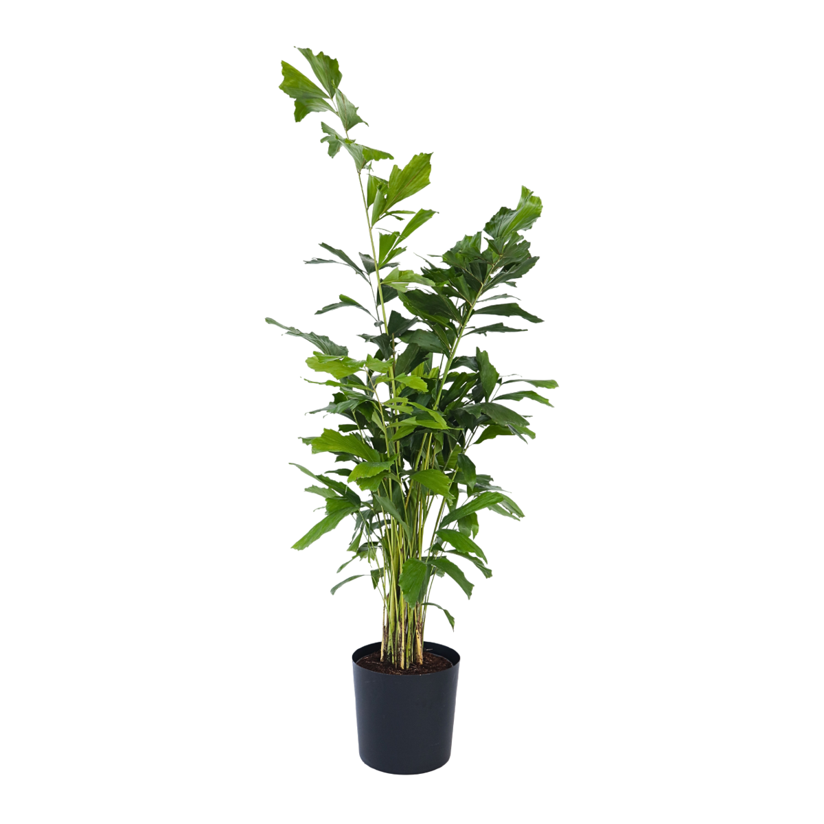 Palmier fishtail - Caryota mitis - Hauteur 120-130cm - ⌀27cm