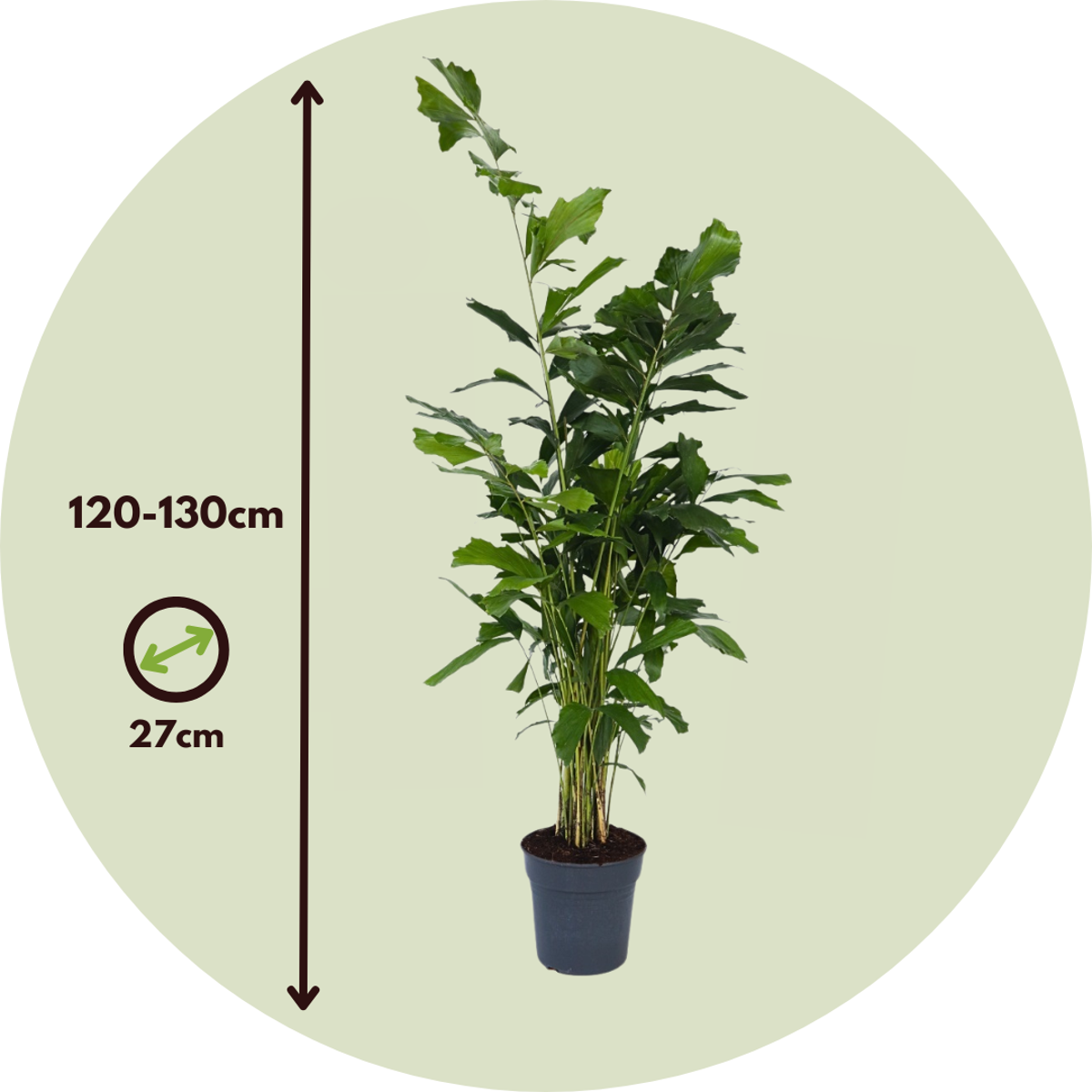 Palmier fishtail - Caryota mitis - Hauteur 120-130cm - ⌀27cm
