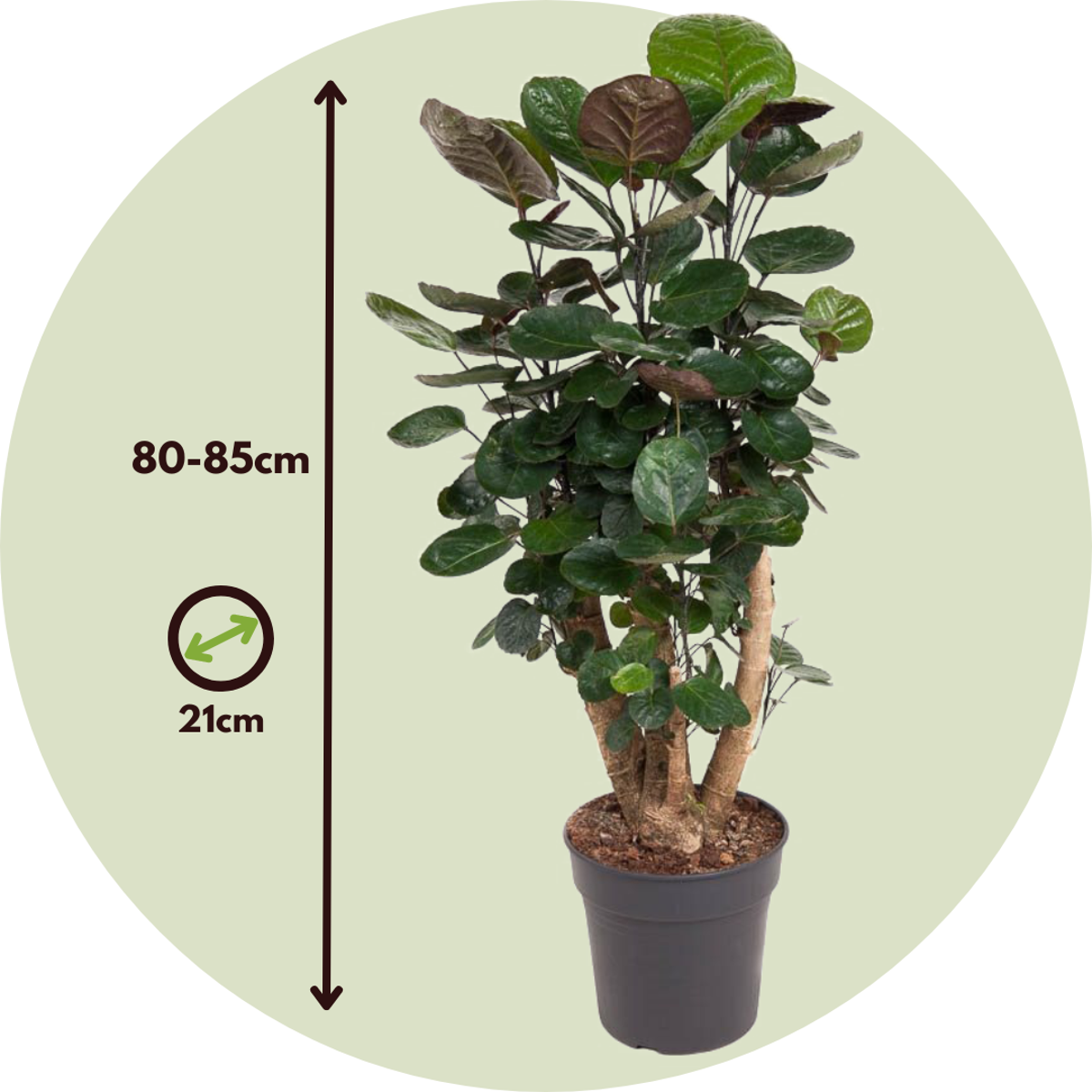 Arbre ombrelle - Polyscias 'Fabian' - Hauteur 80-85cm - ⌀21cm